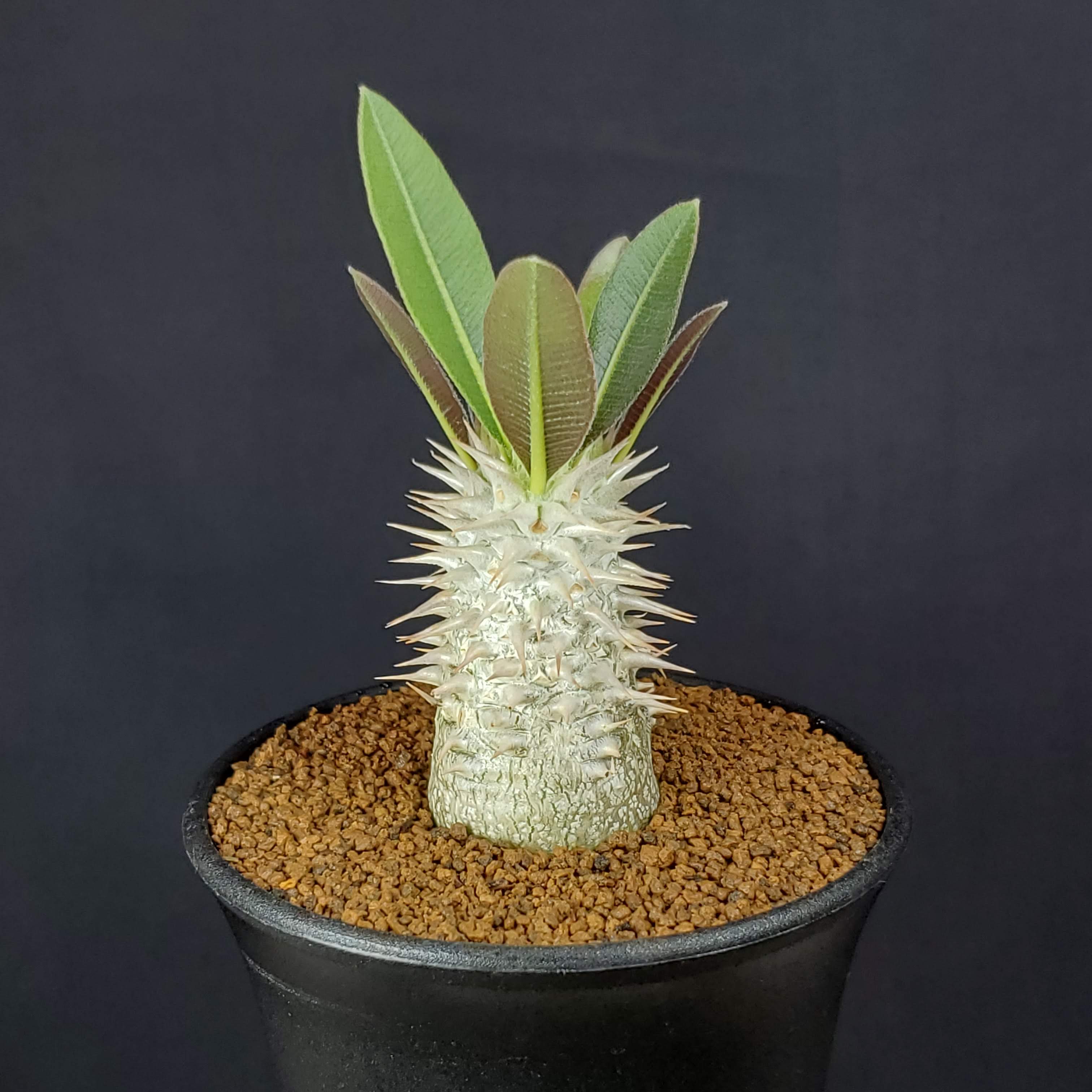 楽天市場】多肉植物 caパキポディウム ナマクアナム 光堂 実生 3号鉢