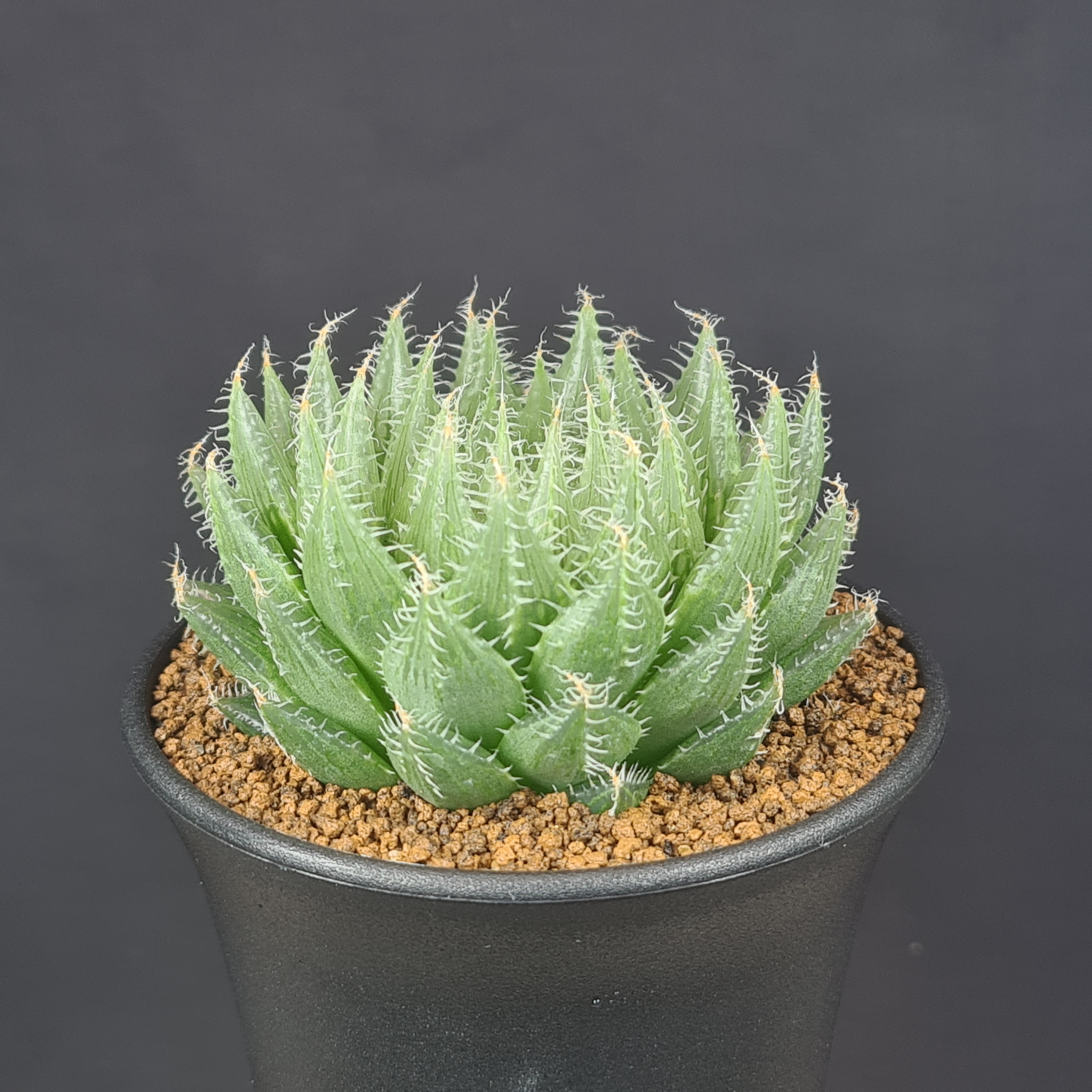 ハオルチアセット　12株　大特価 楽天市場】ハオルチア・OB-1 【9cm鉢】 カクタス長田 ツルボラン