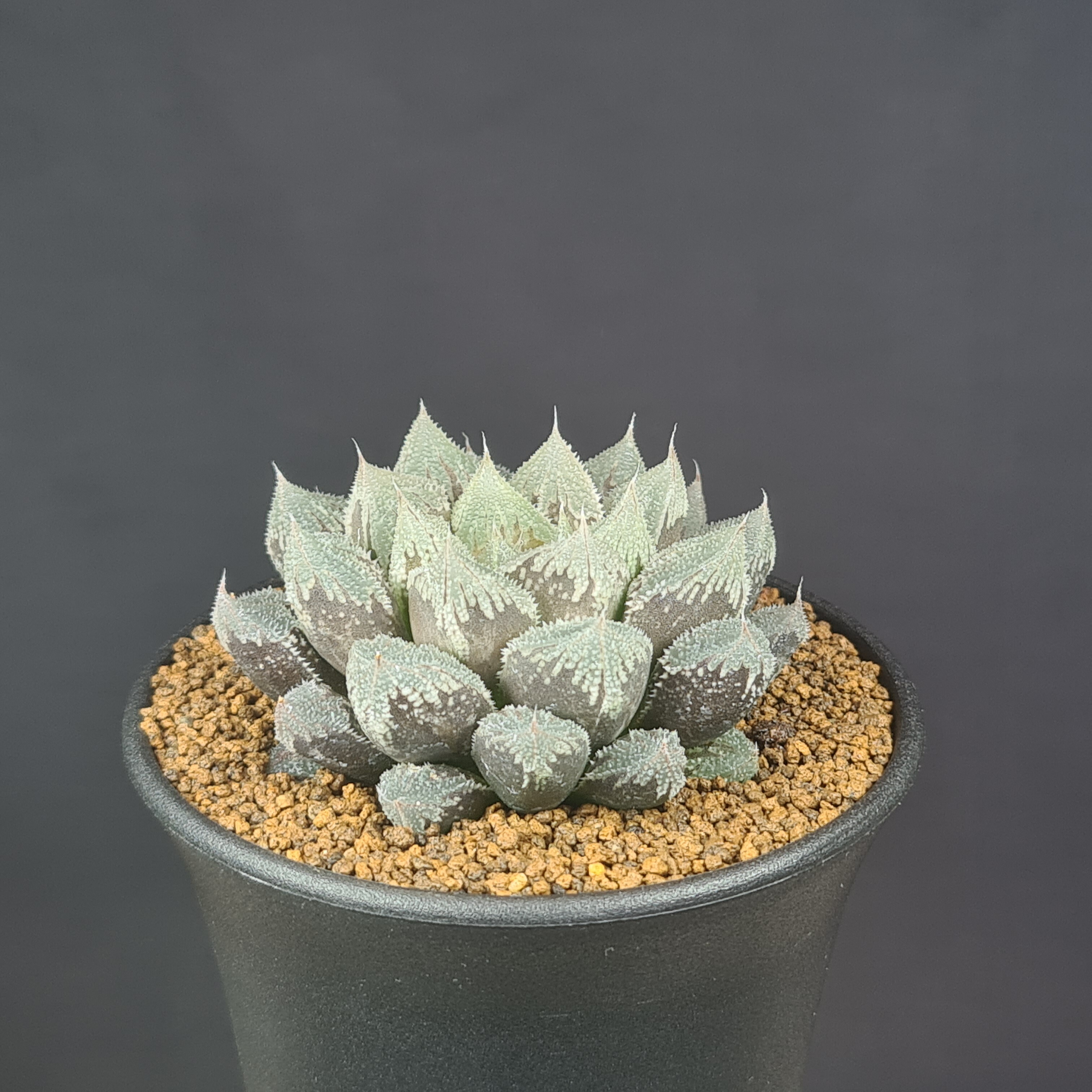 ハオルチアセット　12株　大特価 ハオルチアセット 12株 大特価