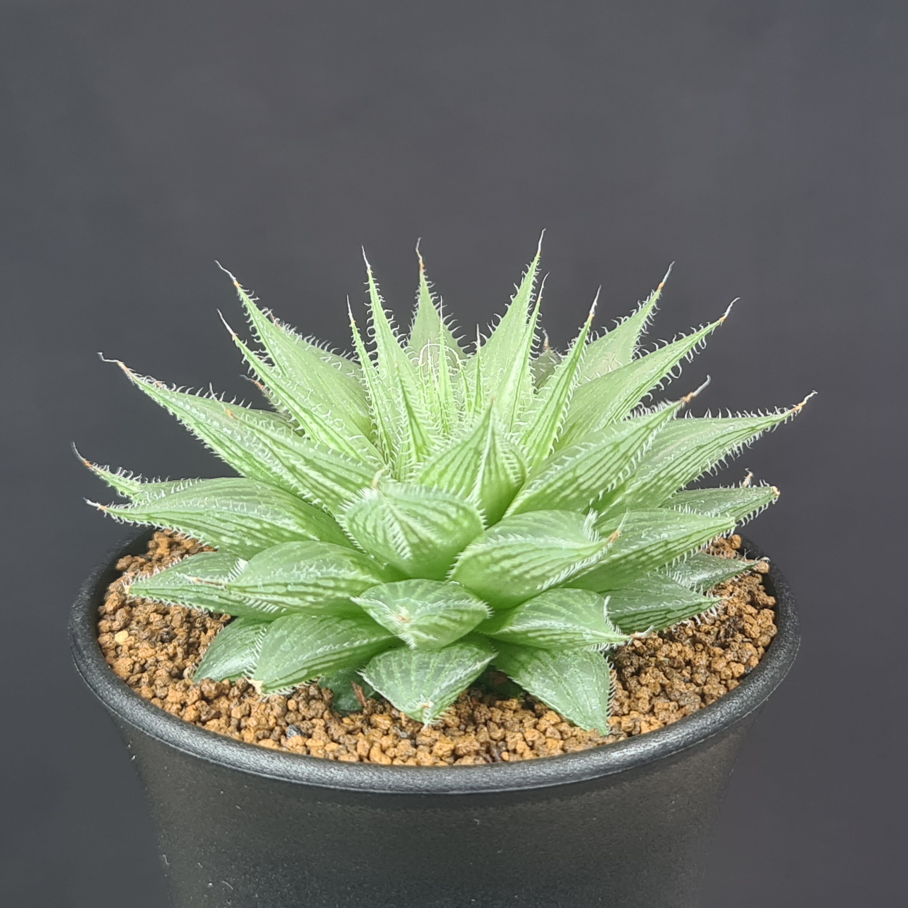 楽天市場】ハオルチア・シアキ 9cm鉢 カクタス長田 ミュータント系