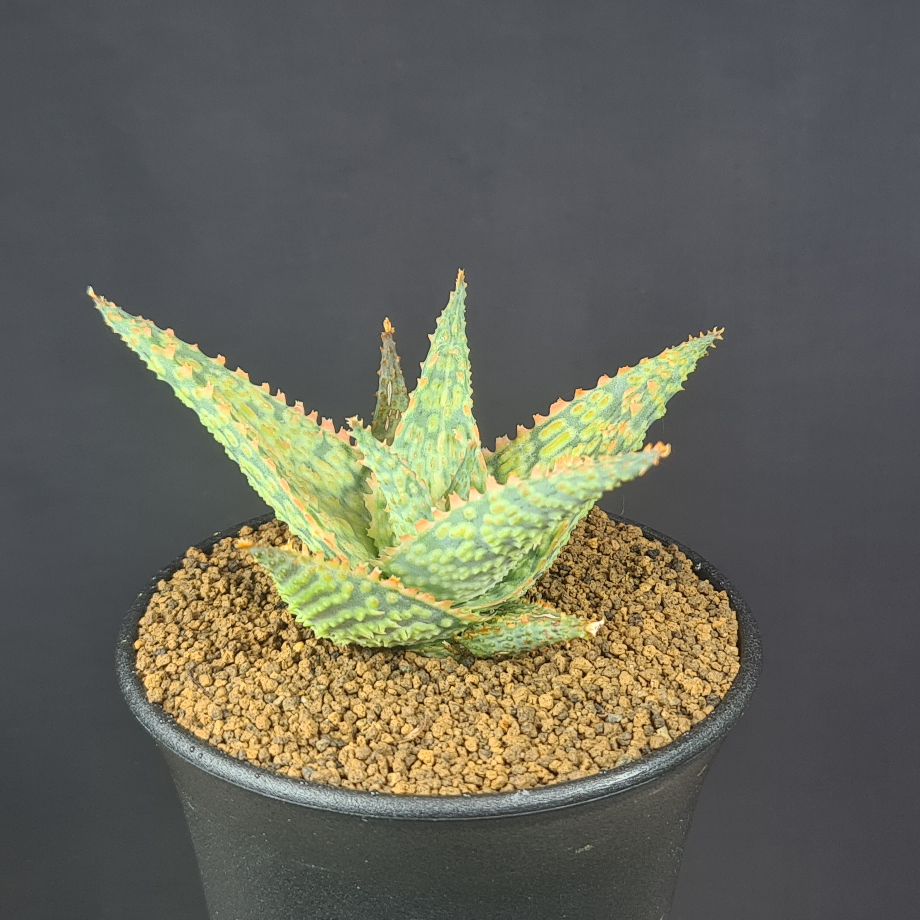 楽天市場】アロエ・カスティロニアエ 9cm鉢 カクタス長田 多肉植物