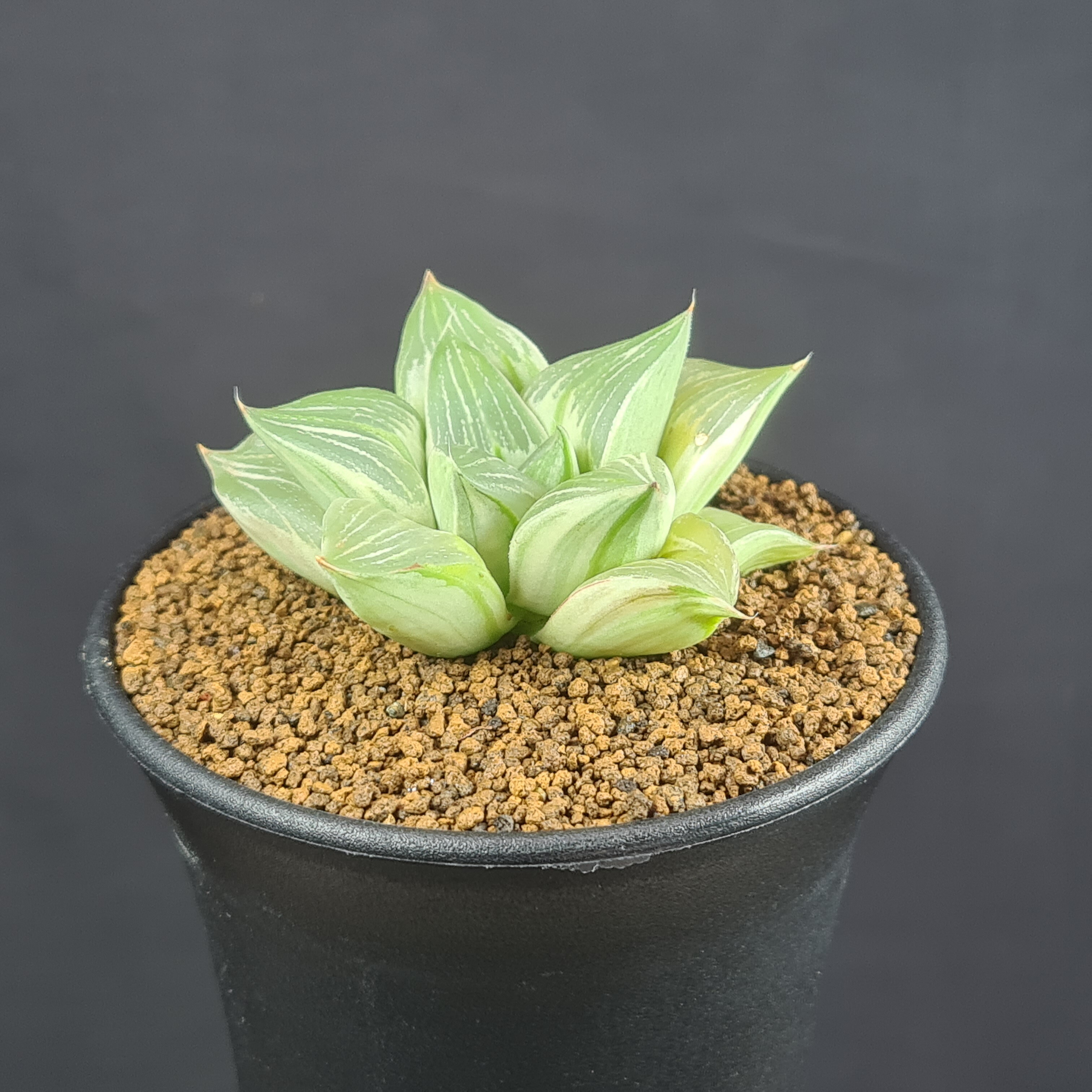 楽天市場】ハオルチア・OB-1 【9cm鉢】 カクタス長田 ツルボラン科