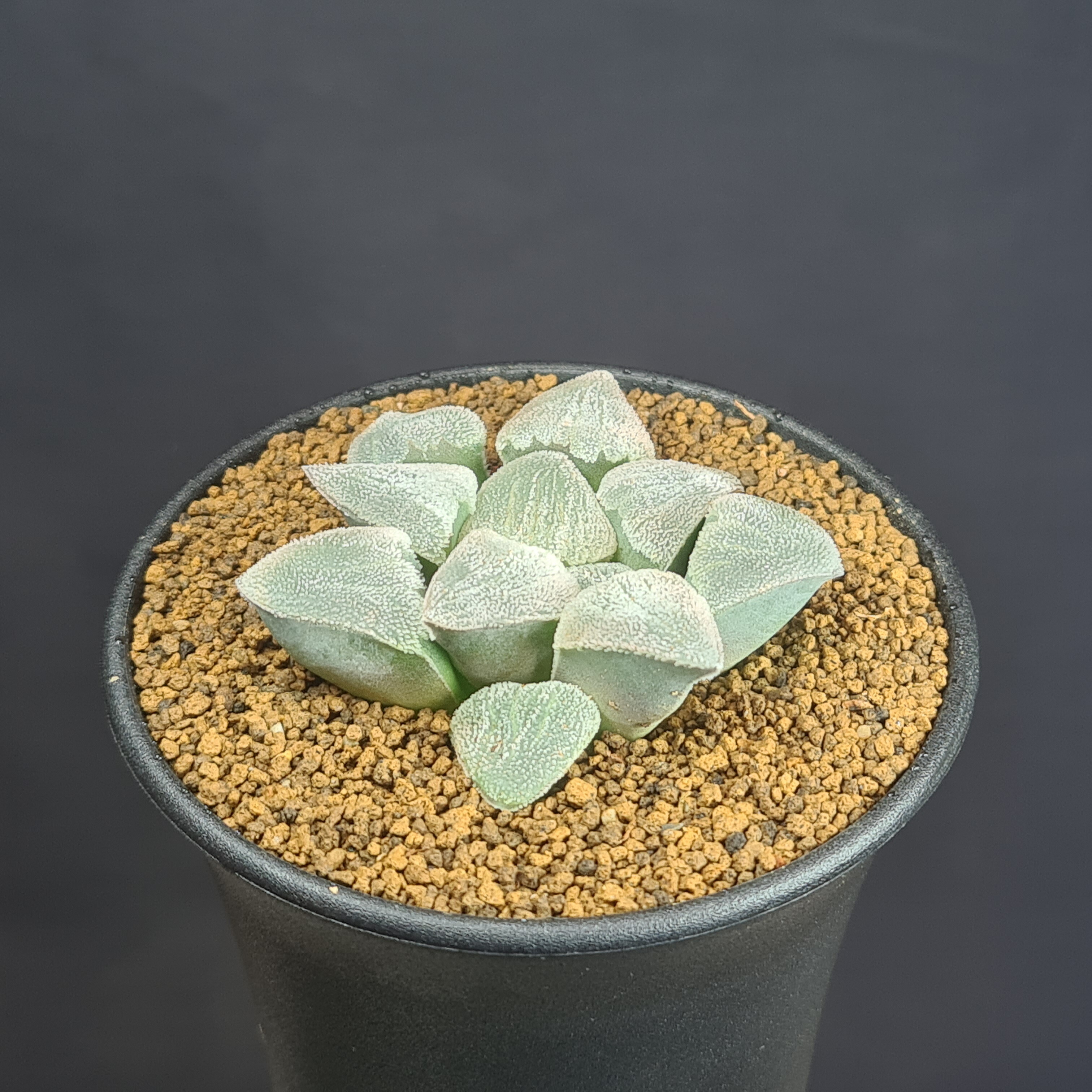 楽天市場】ハオルチア・OB-1 【9cm鉢】 カクタス長田 ツルボラン