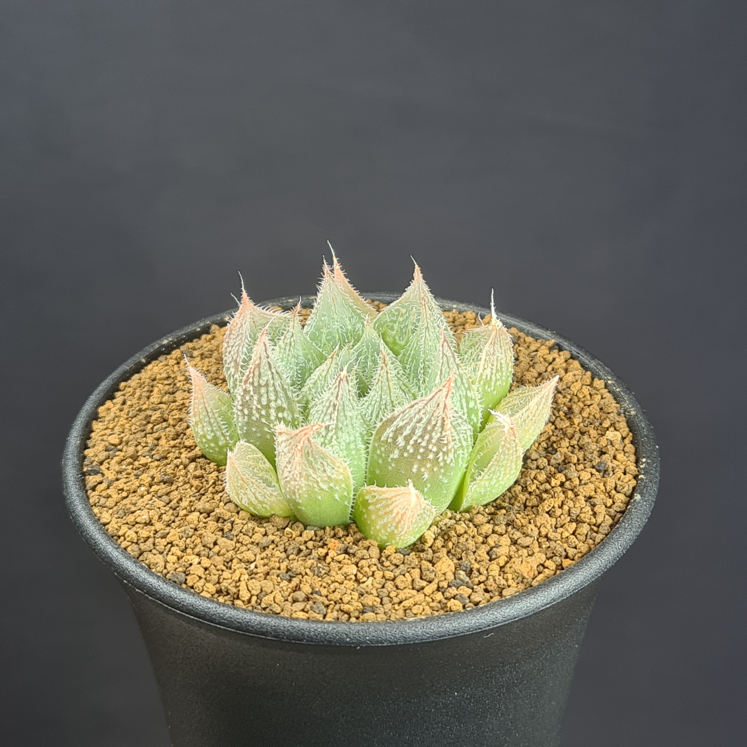 楽天市場】ハオルチア・OB-1 【9cm鉢】 カクタス長田 ツルボラン科