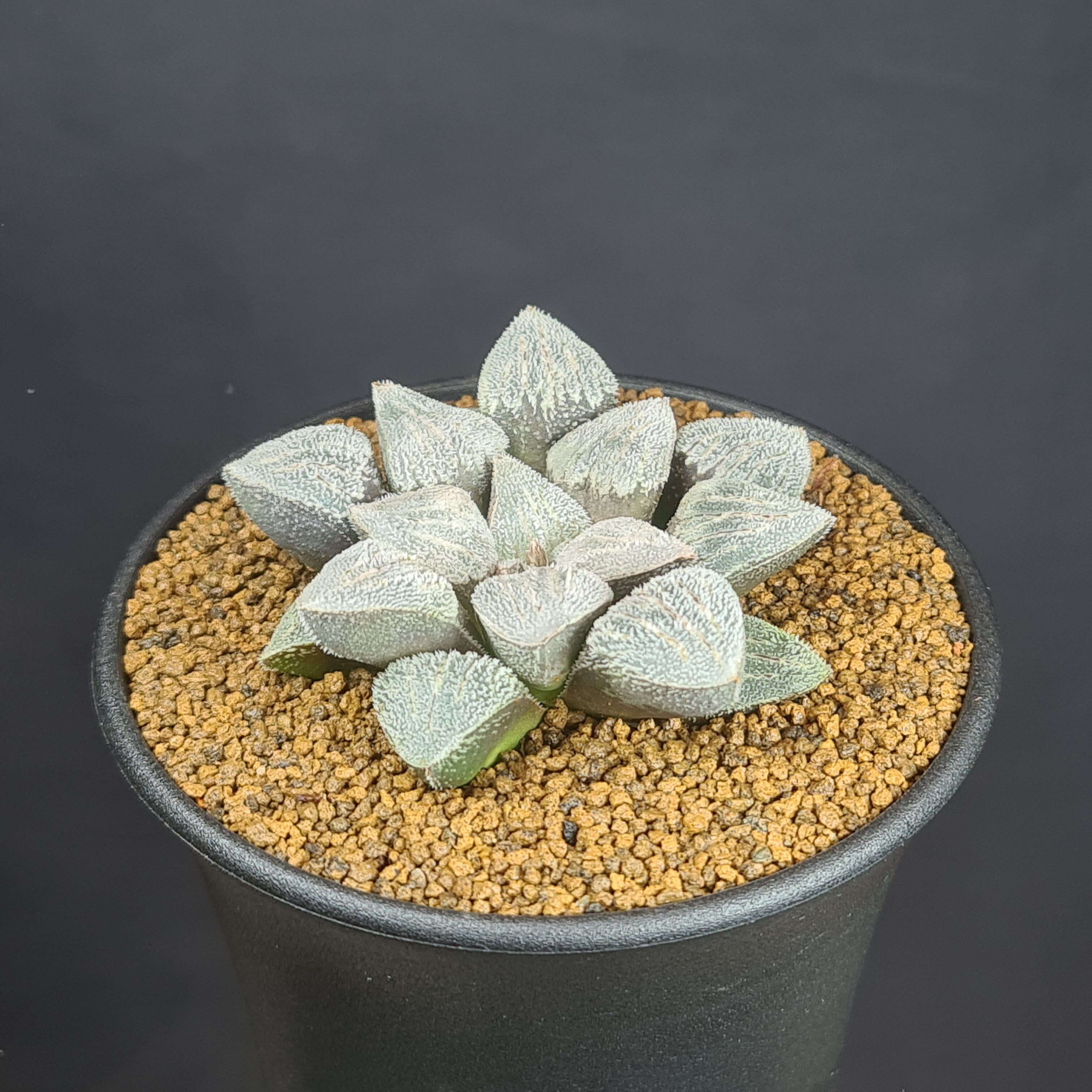 楽天市場】ハオルチア・シルバームチカ x ホワイトウルフ (実生) 9cm鉢