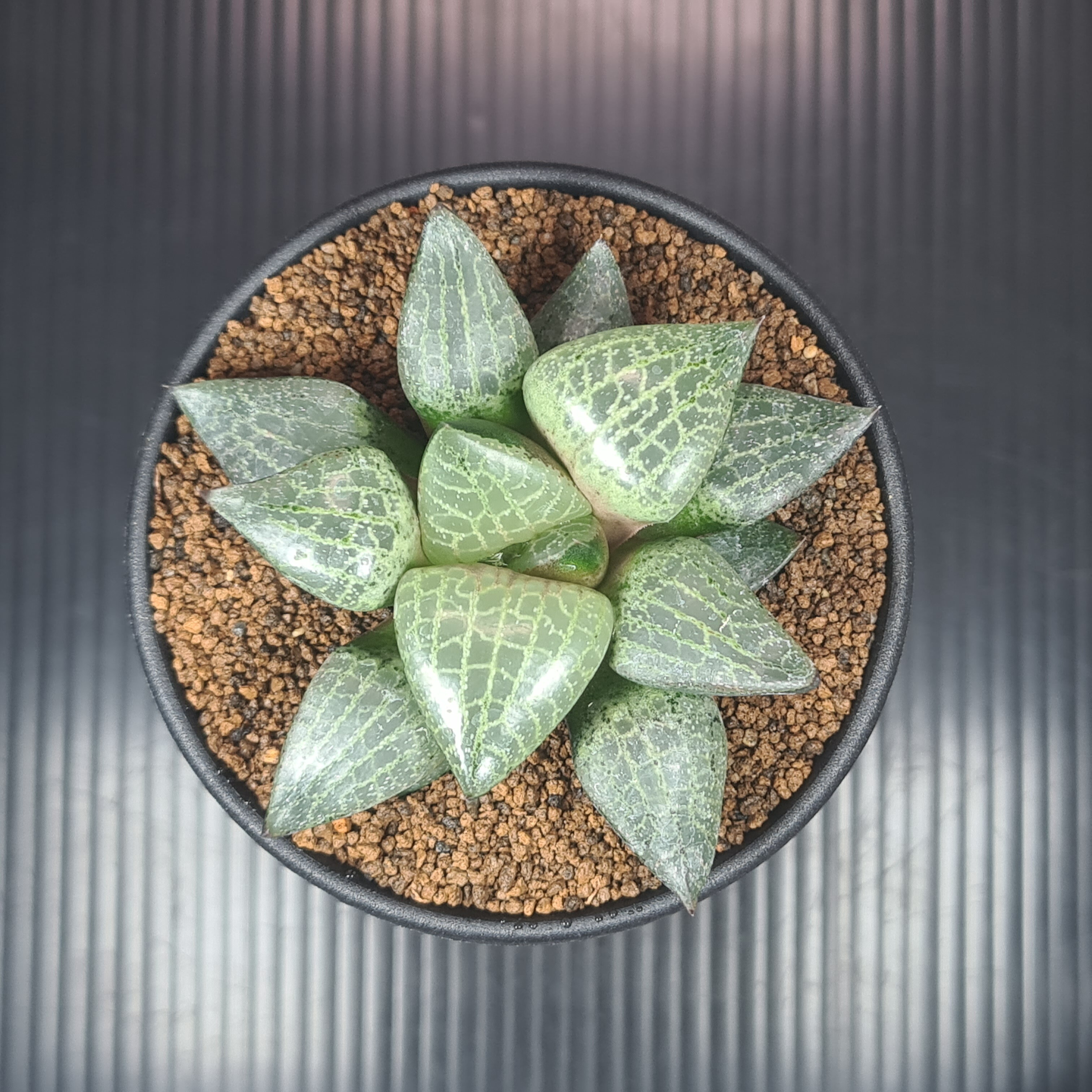 多肉植物　ハオルチア　シアキ　ミュータント系　カット苗 楽天市場】ハオルチア・シアキ 9cm鉢 カクタス長田 ミュータント系