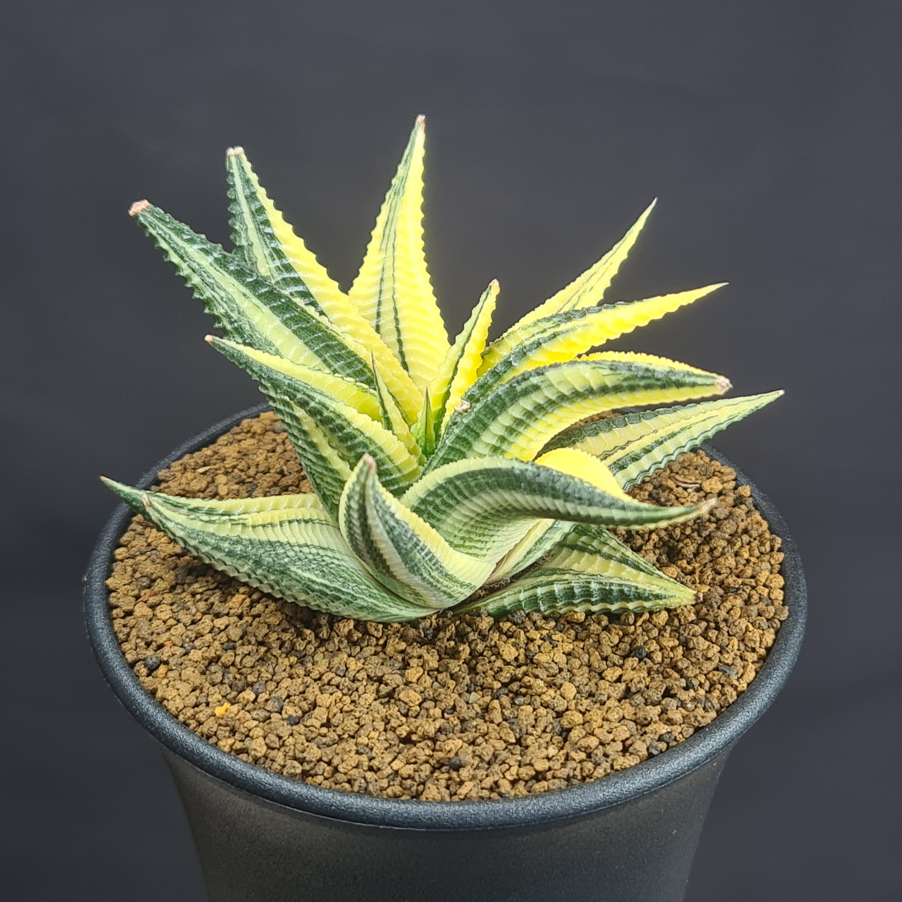 楽天市場】ハオルチア・シアキ 9cm鉢 カクタス長田 ミュータント系