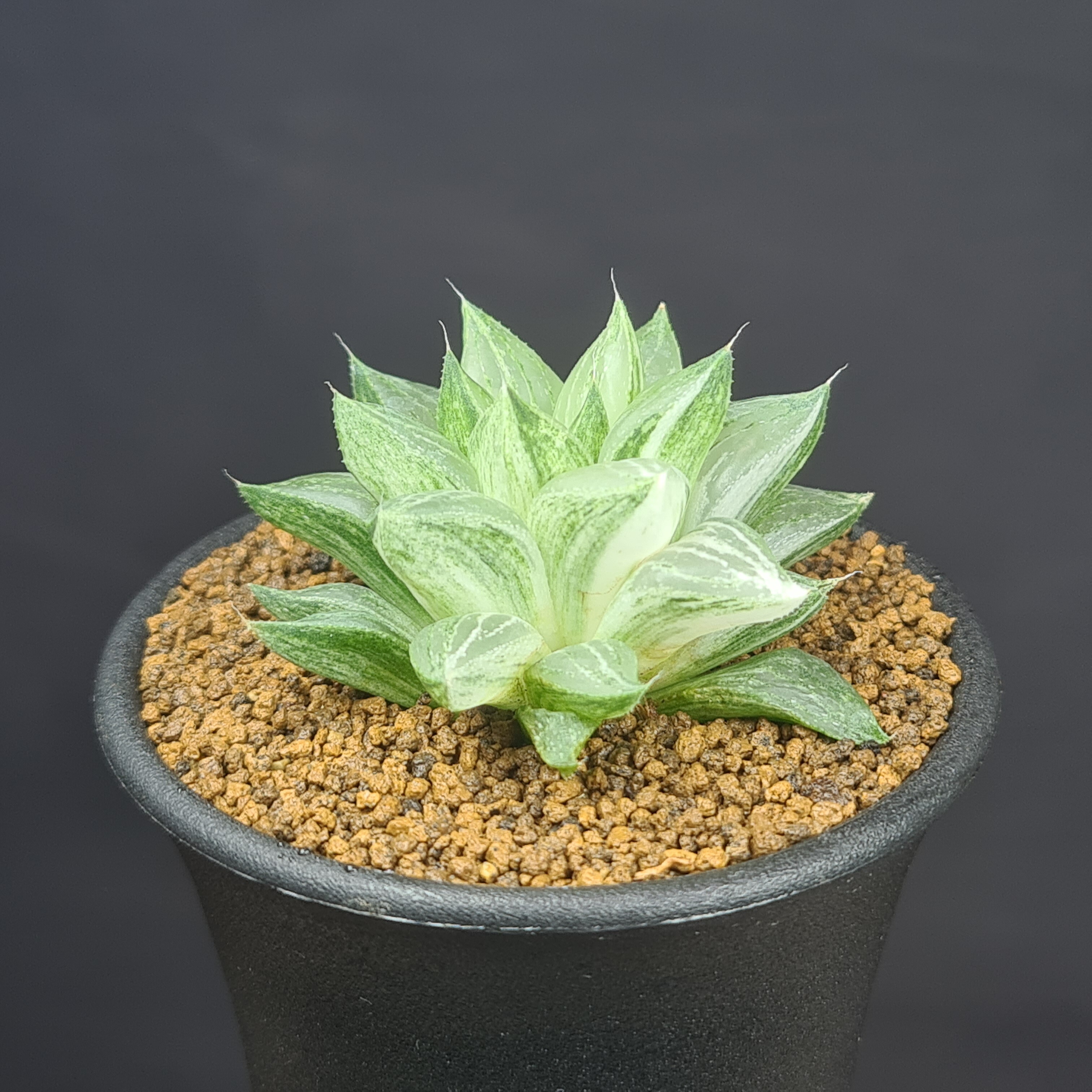 多肉植物　ハオルチア　シアキ　ミュータント系　カット苗 楽天市場】ハオルチア・シアキ 9cm鉢 カクタス長田 ミュータント系