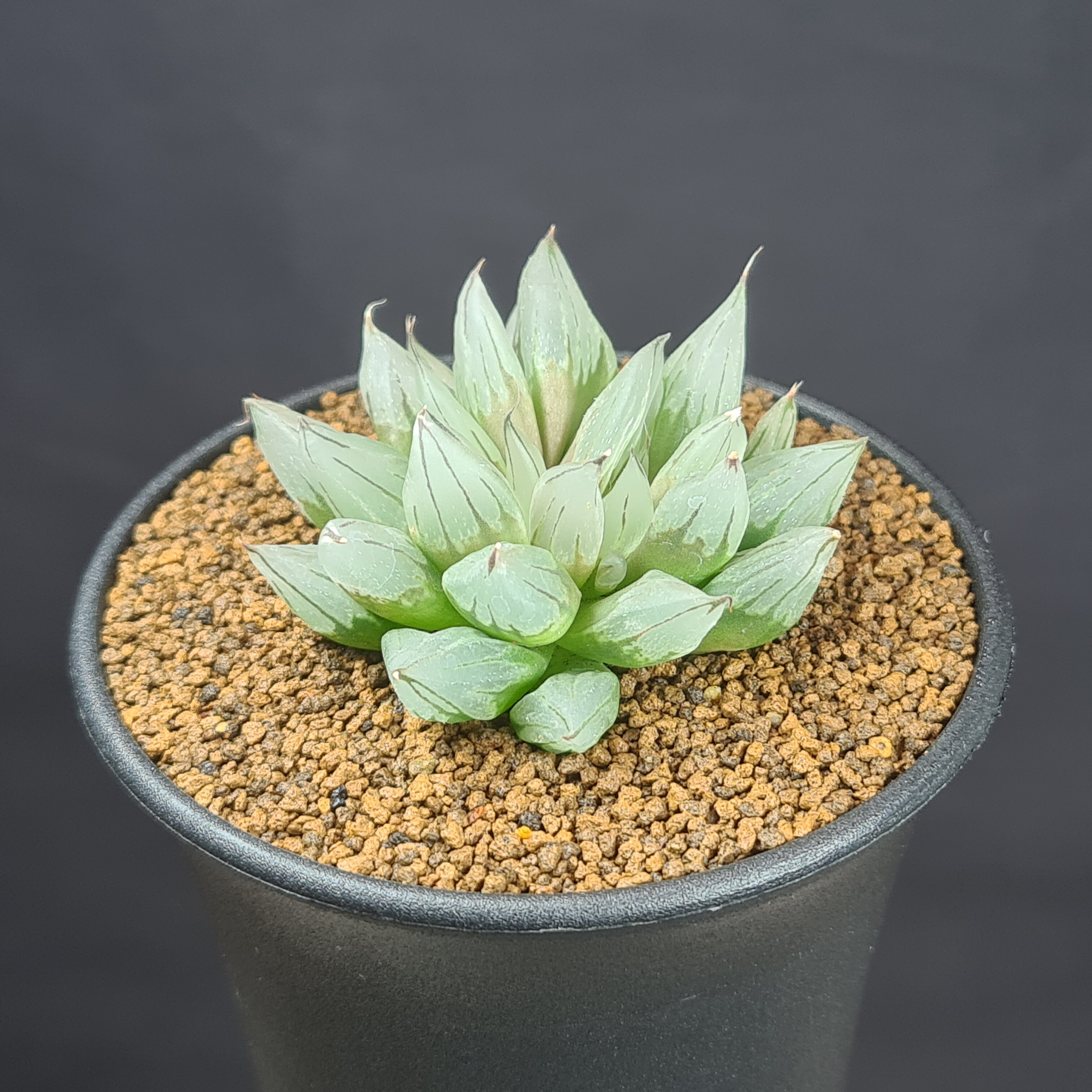 【美株】サンスベリアルーキー 塊根植物 コーデックス 多肉 サンセベリア 美株】サンスベリアルーキー 塊根植物 コーデックス 多肉