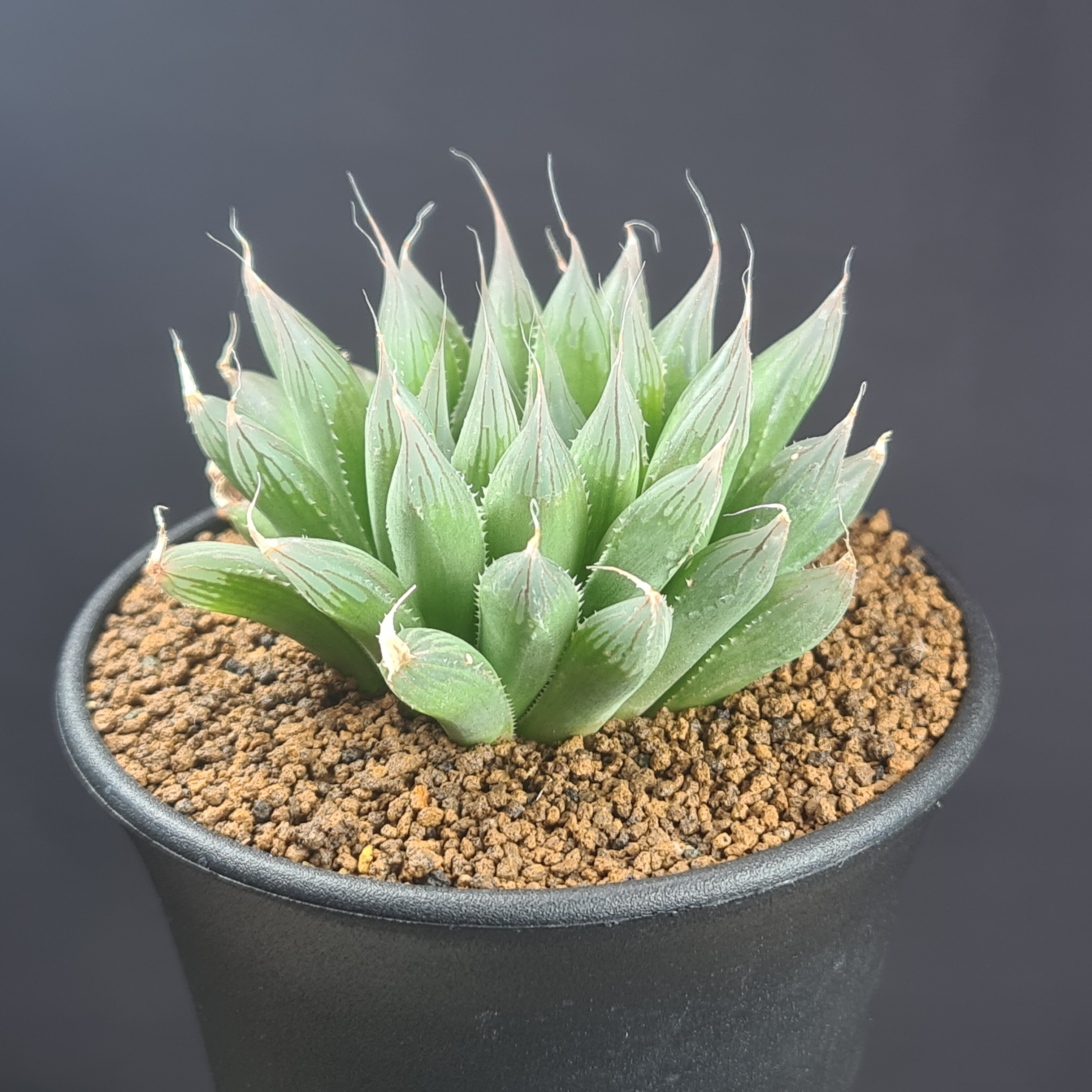 多肉植物　ハオルチア　シアキ　ミュータント系　カット苗 楽天市場】ハオルチア・シアキ 9cm鉢 カクタス長田 ミュータント系