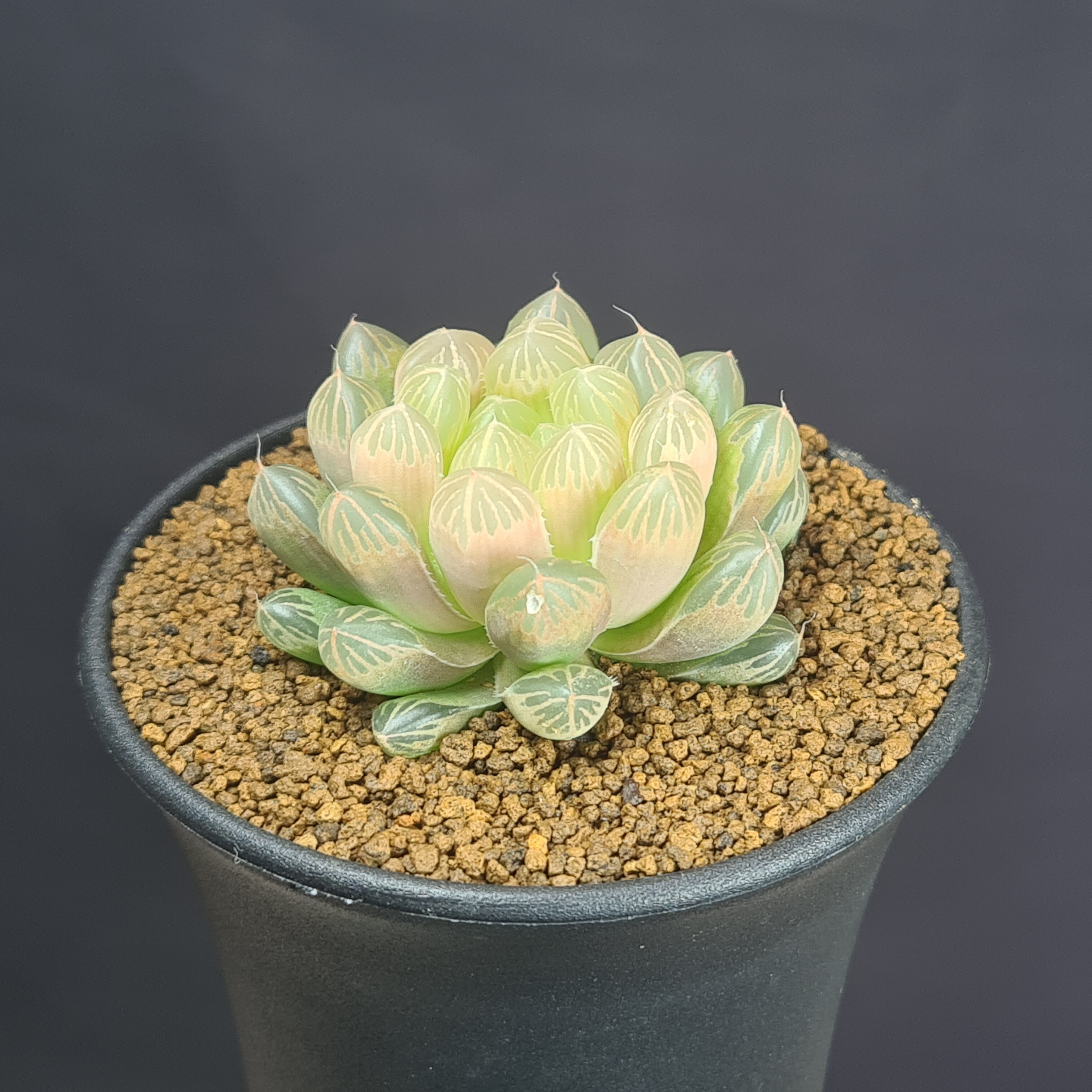 楽天市場】ハオルチア・OB-1 【9cm鉢】 カクタス長田 ツルボラン科