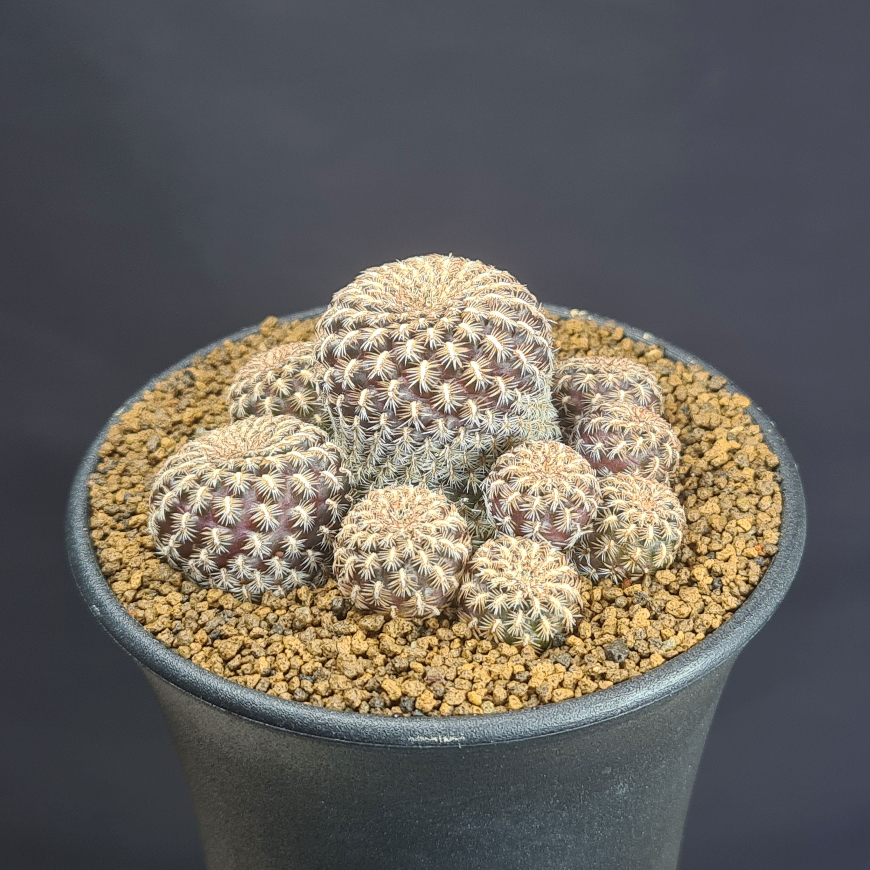 楽天市場】マミラリア・デュエイ 9cm鉢 カクタス長田 サボテン科 仔