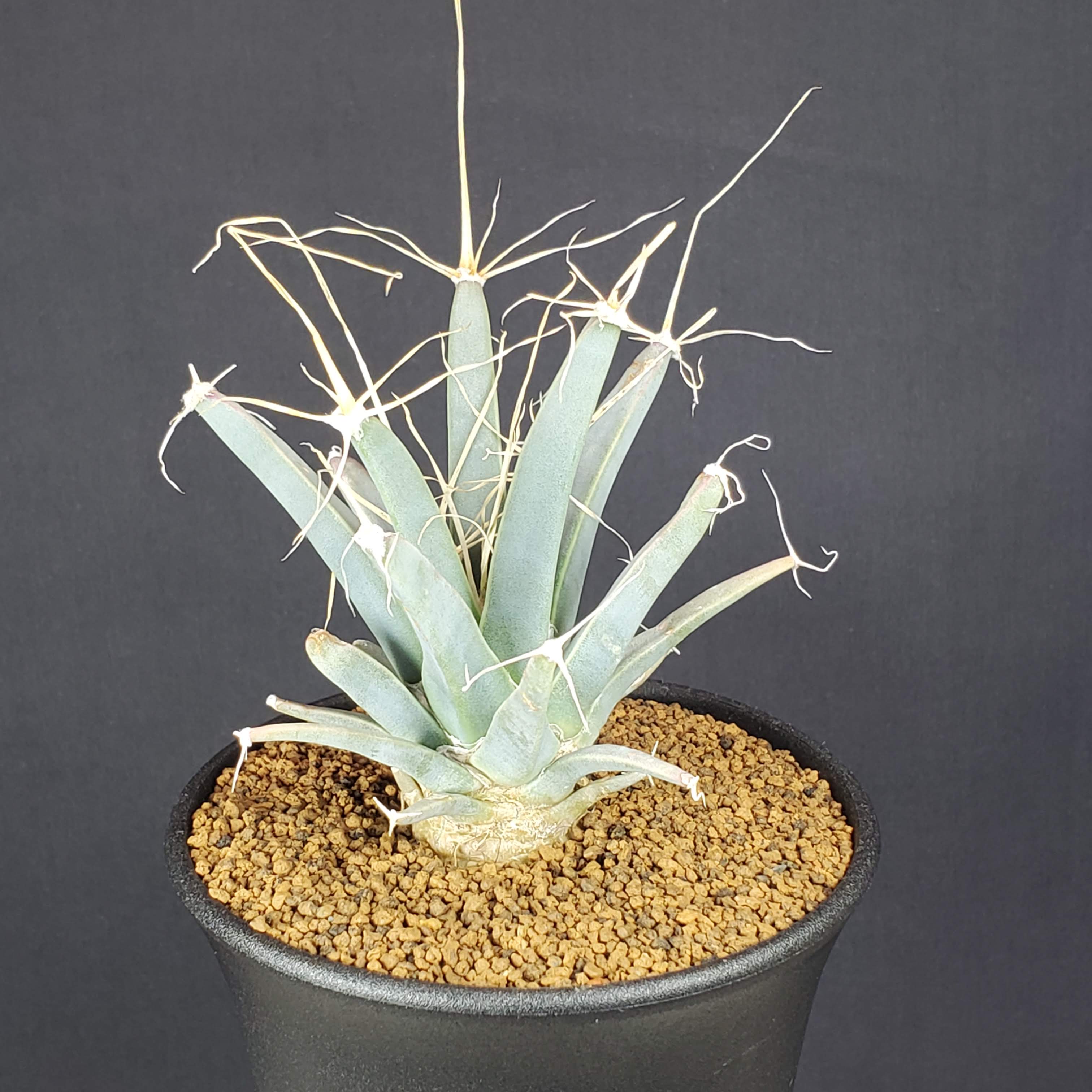 楽天市場】サボテン：レウクテンベルギア 晃山 実生*幅6cm : 遊恵