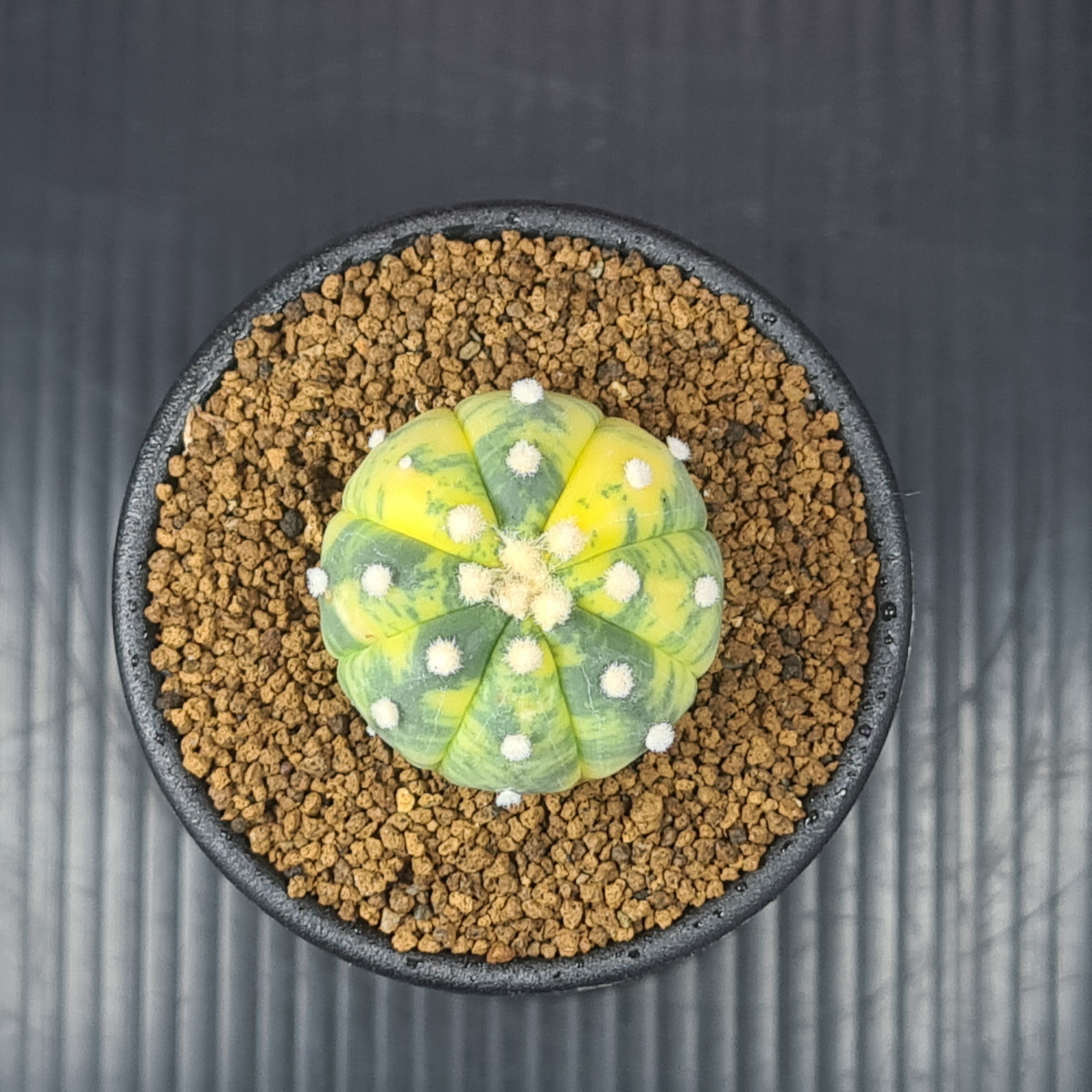 アストロフィツム 'スーパー兜'15鉢 3.5寸サイズ スーパー兜（アストロ