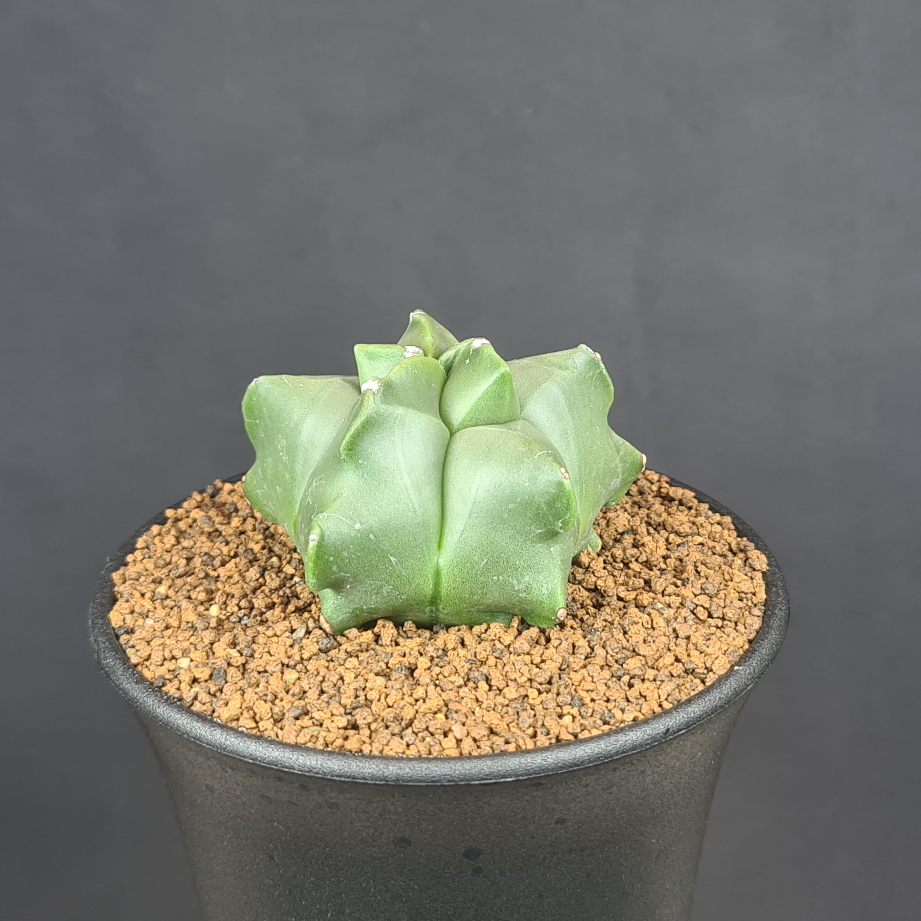 サボテン　アズテキウム紅籠　亀甲ヘキルリランポー　黒棘天平丸　3株セット❗破格❗ サボテン アズテキウム紅籠 亀甲ヘキルリランポー 黒棘天平丸 3株