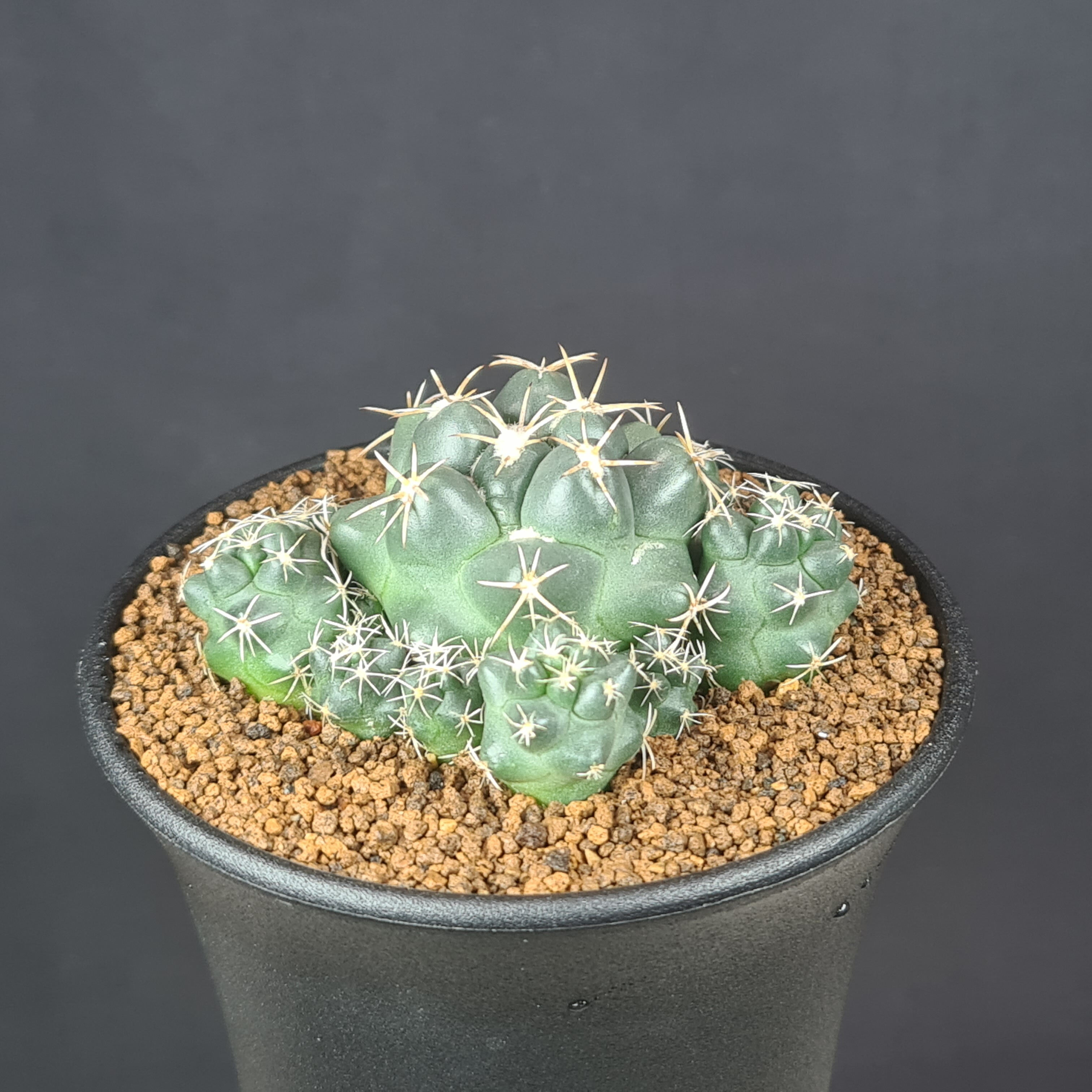 斑入り カンアオイ タマノカンアオイ紅牡丹(べにぼたん) 観葉植物