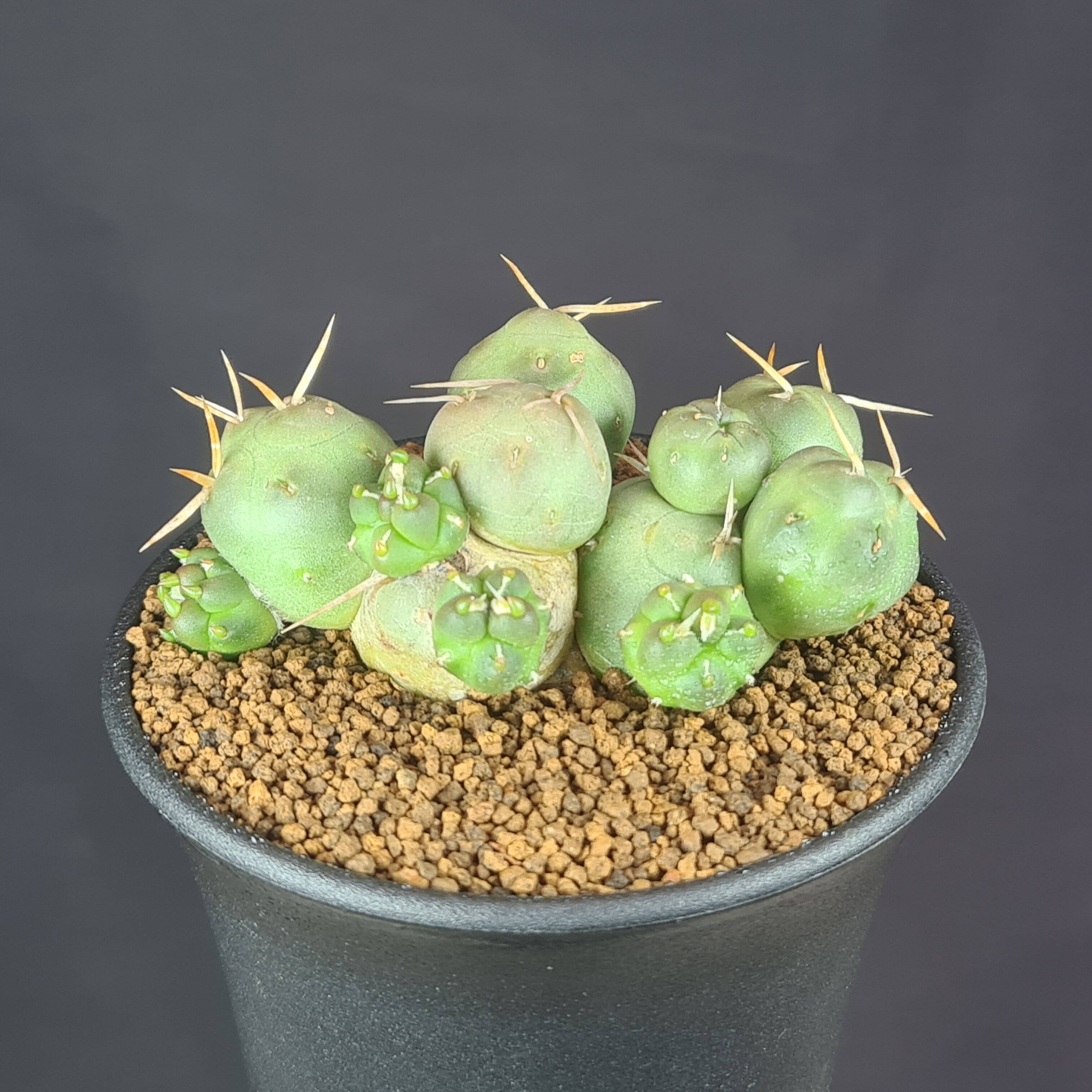 テフロカクタス　アオラカンザス FNつき　18種類セット　5粒ずつ 楽天市場】サボテン：テフロカクタス 松笠団扇（まつかさうちわ）*S