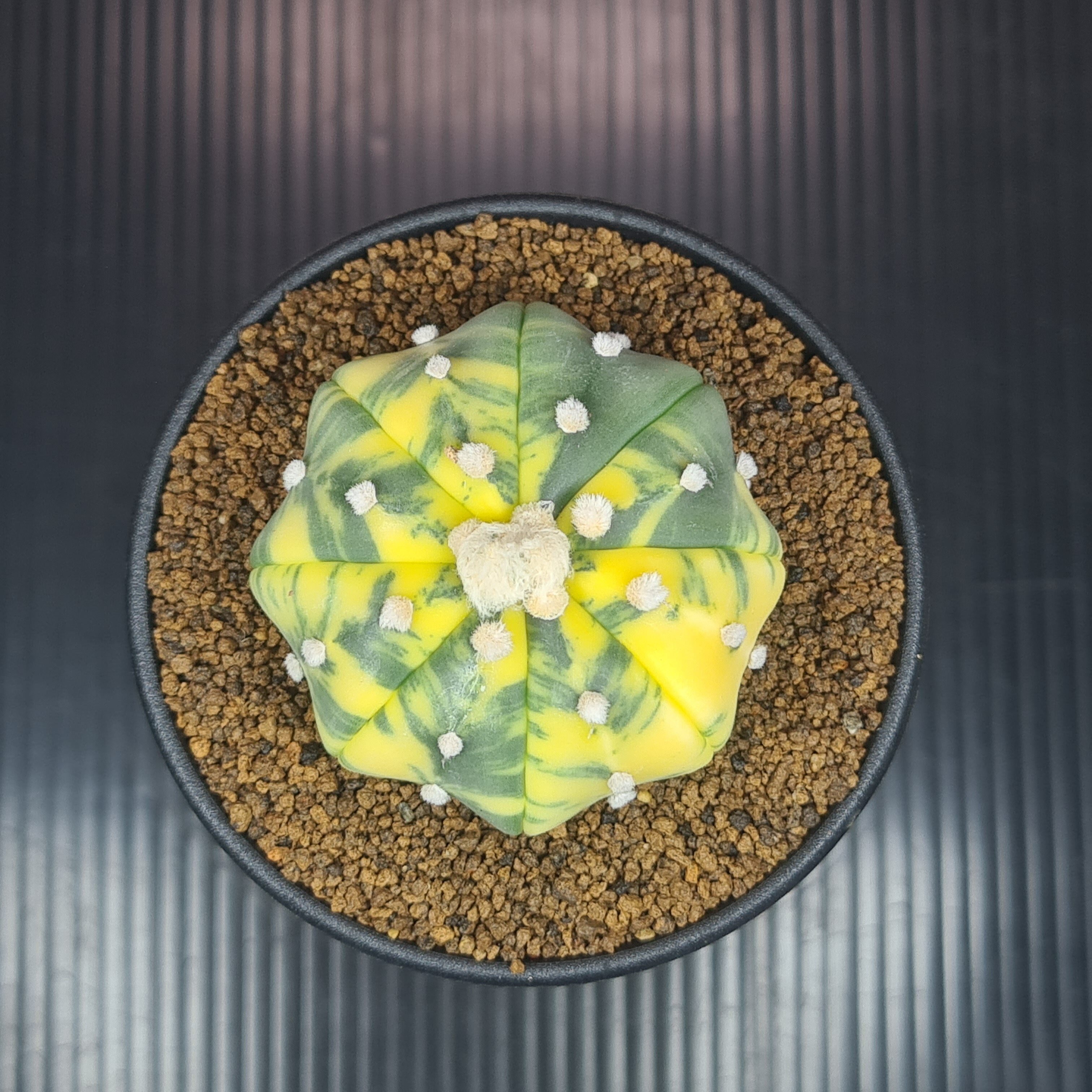 カンアオイ　タマノカンアオイ「亀甲竜 アストロフィツム 亀甲碧瑠璃鸞鳳玉 / Astrophytum myriostigma