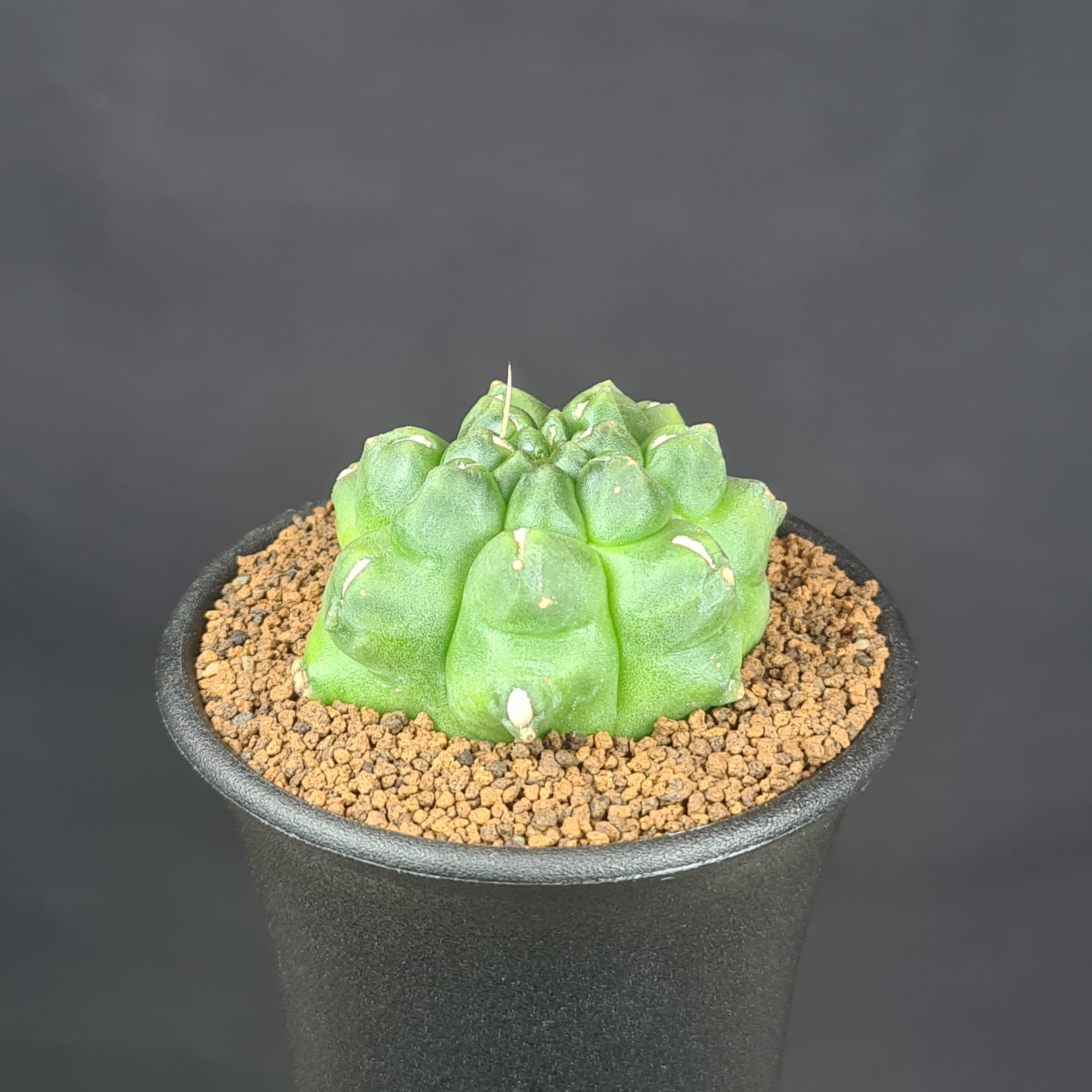 楽天市場】アストロフィツム・亀甲鸞鳳玉錦 7.5cm鉢 カクタス長田