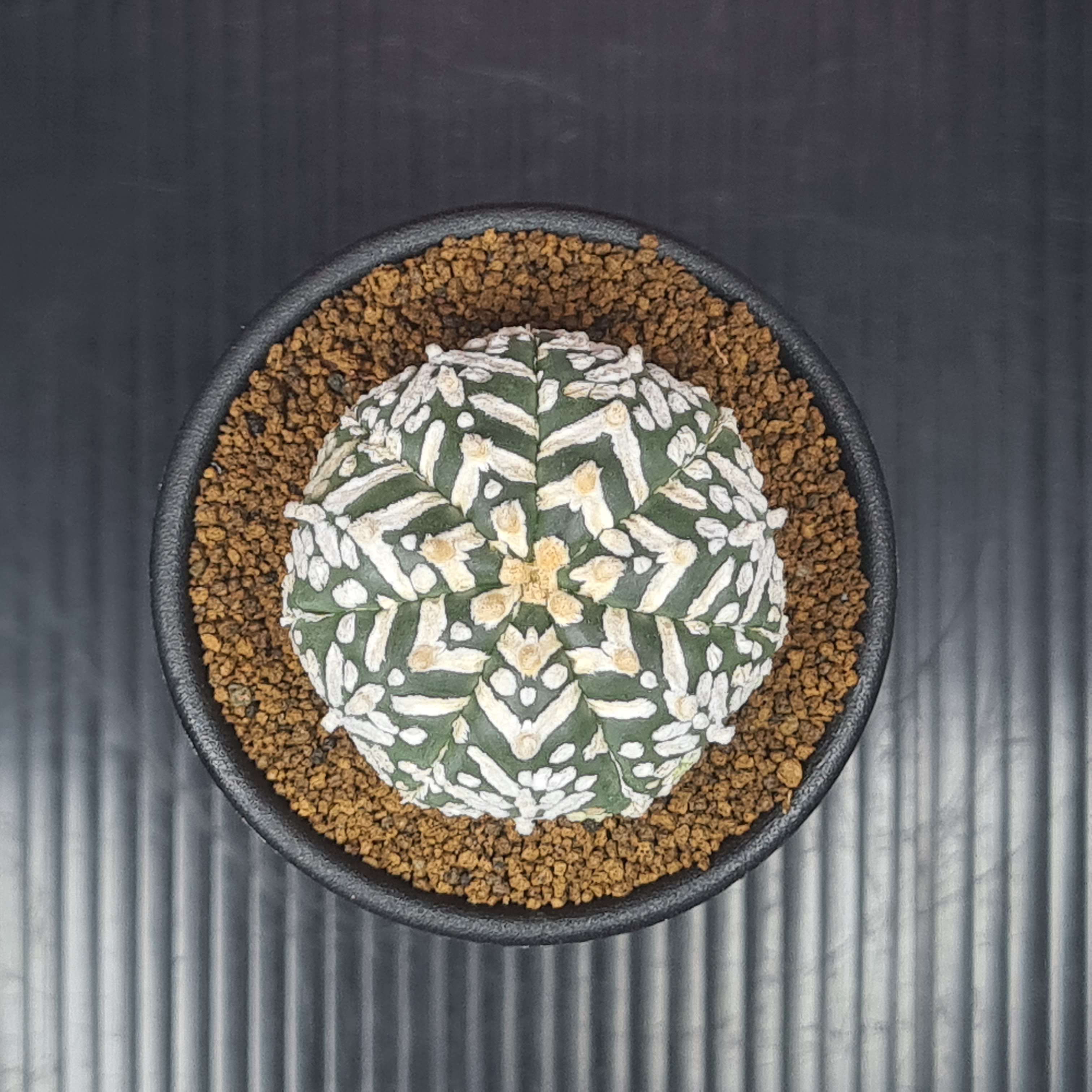 楽天市場】サボテン：アストロフィツム ミラクル兜の実生*幅3.5cm