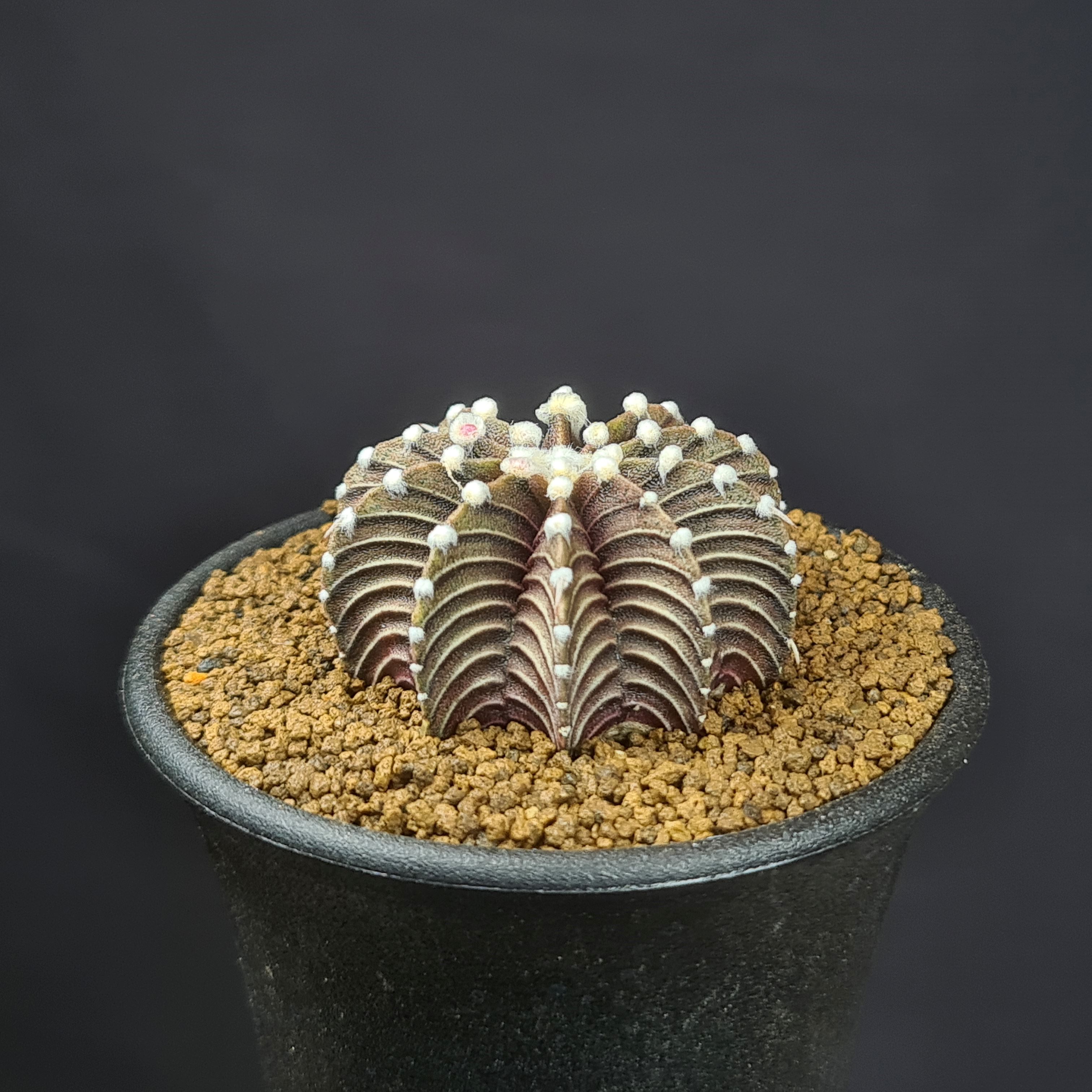 楽天市場】コピアポア・テヌイシマ 9cm鉢 カクタス長田 サボテン科