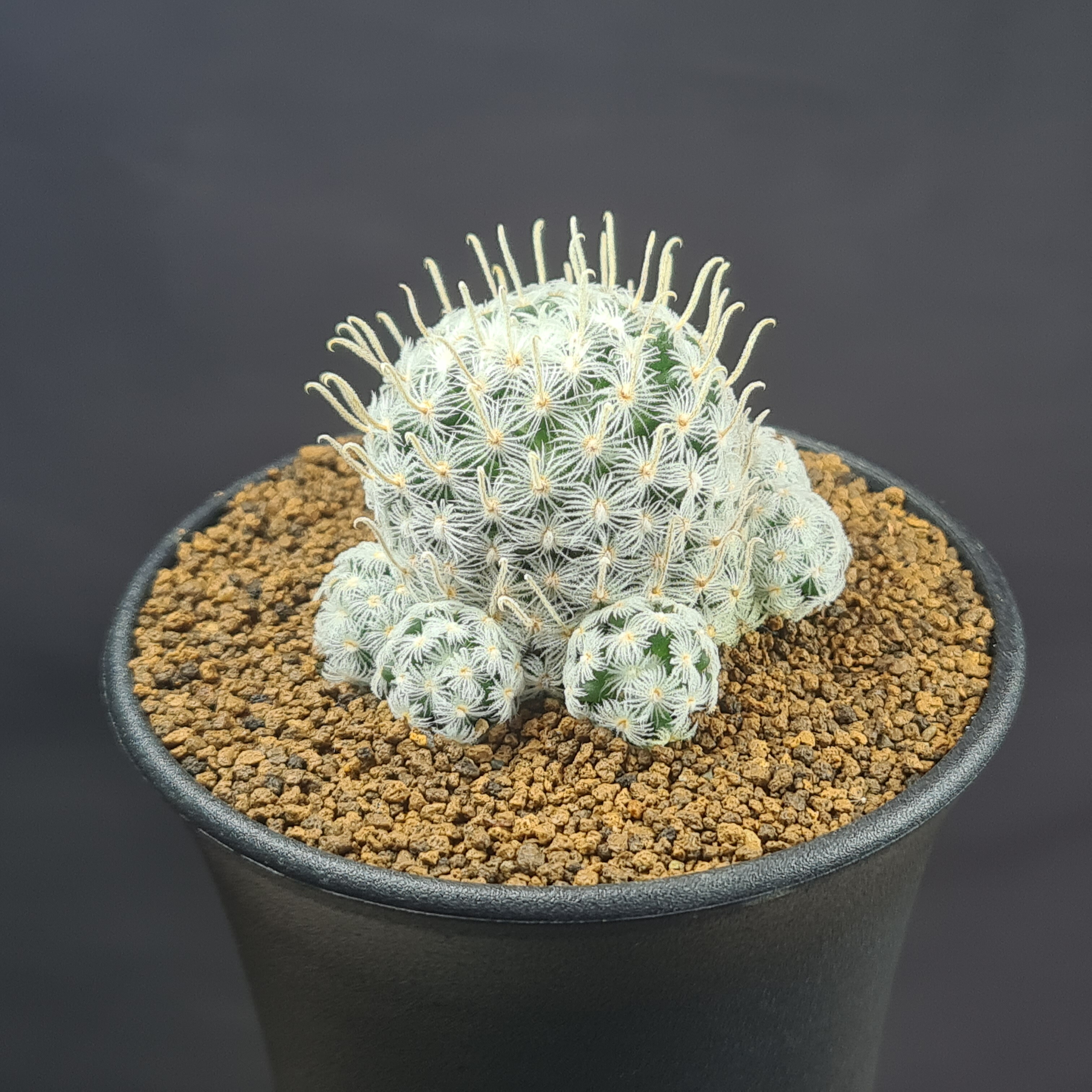 金鯱　エキノカクタス　群生　多頭　強刺し　鉢込み 楽天市場】エキノカクタス・グルソニー 短刺金鯱 9cm鉢 カクタス