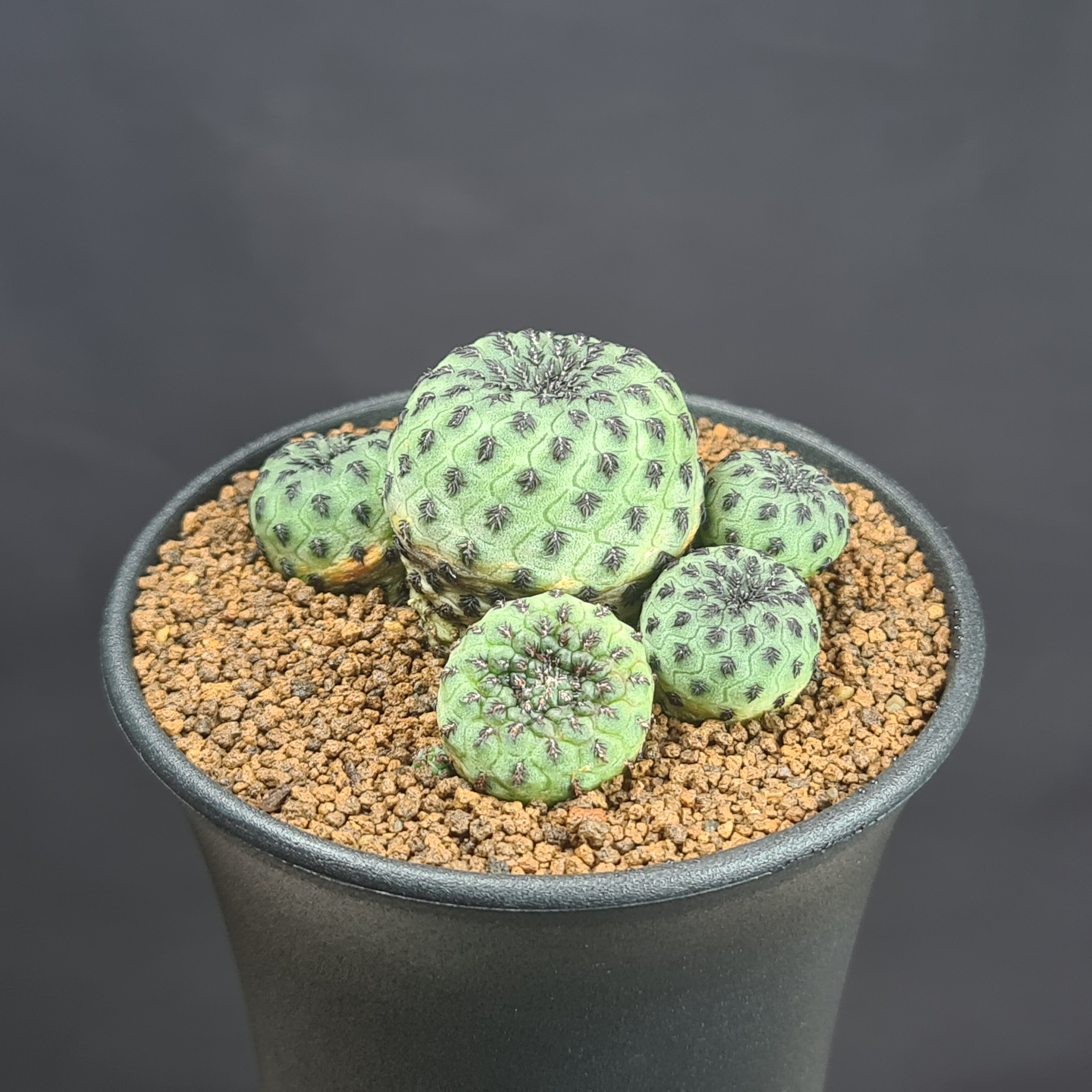 楽天市場】マミラリア・カルメナエ 綴化 9cm鉢 カクタス長田 サボテン