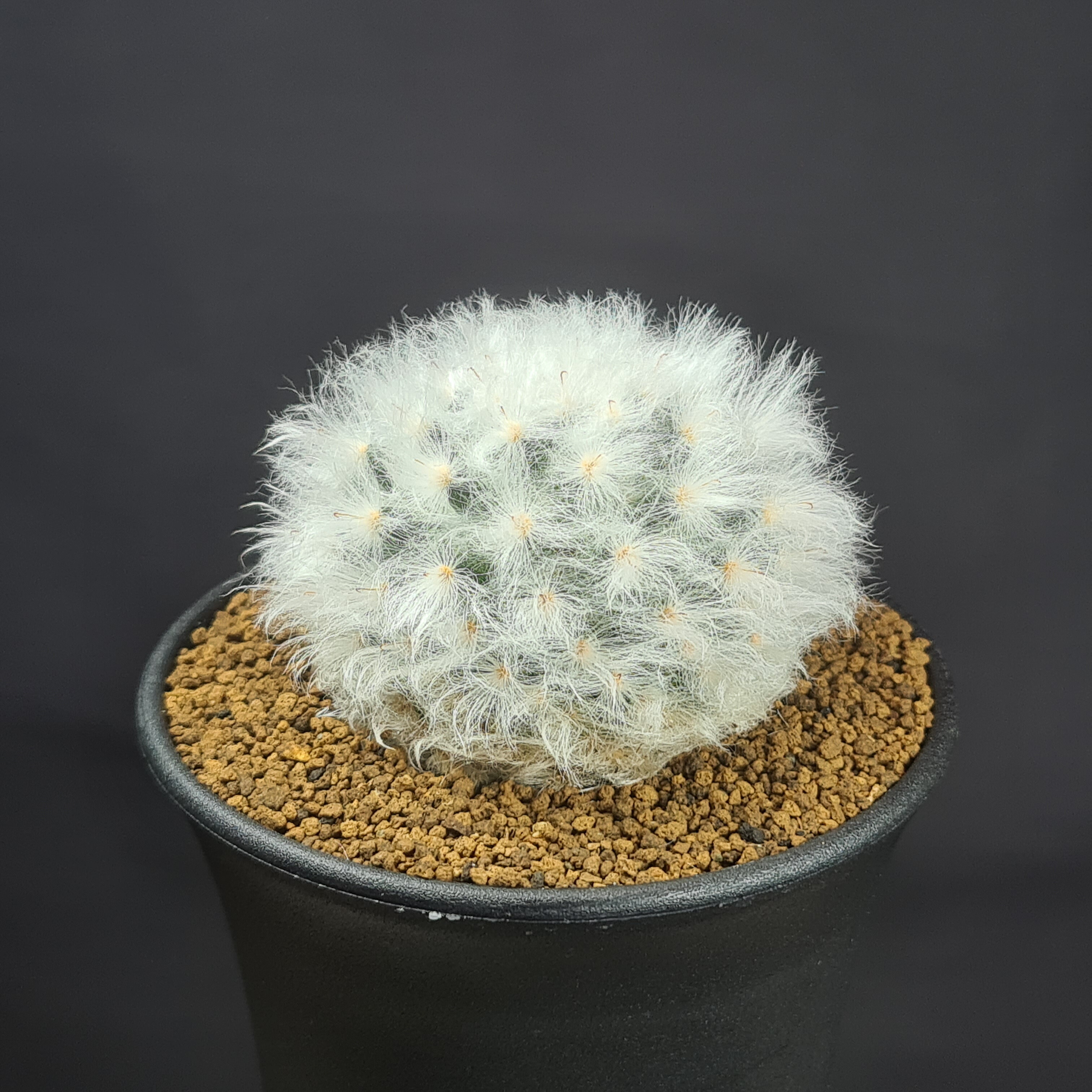 楽天市場】マミラリア・デュエイ 9cm鉢 カクタス長田 サボテン科 仔