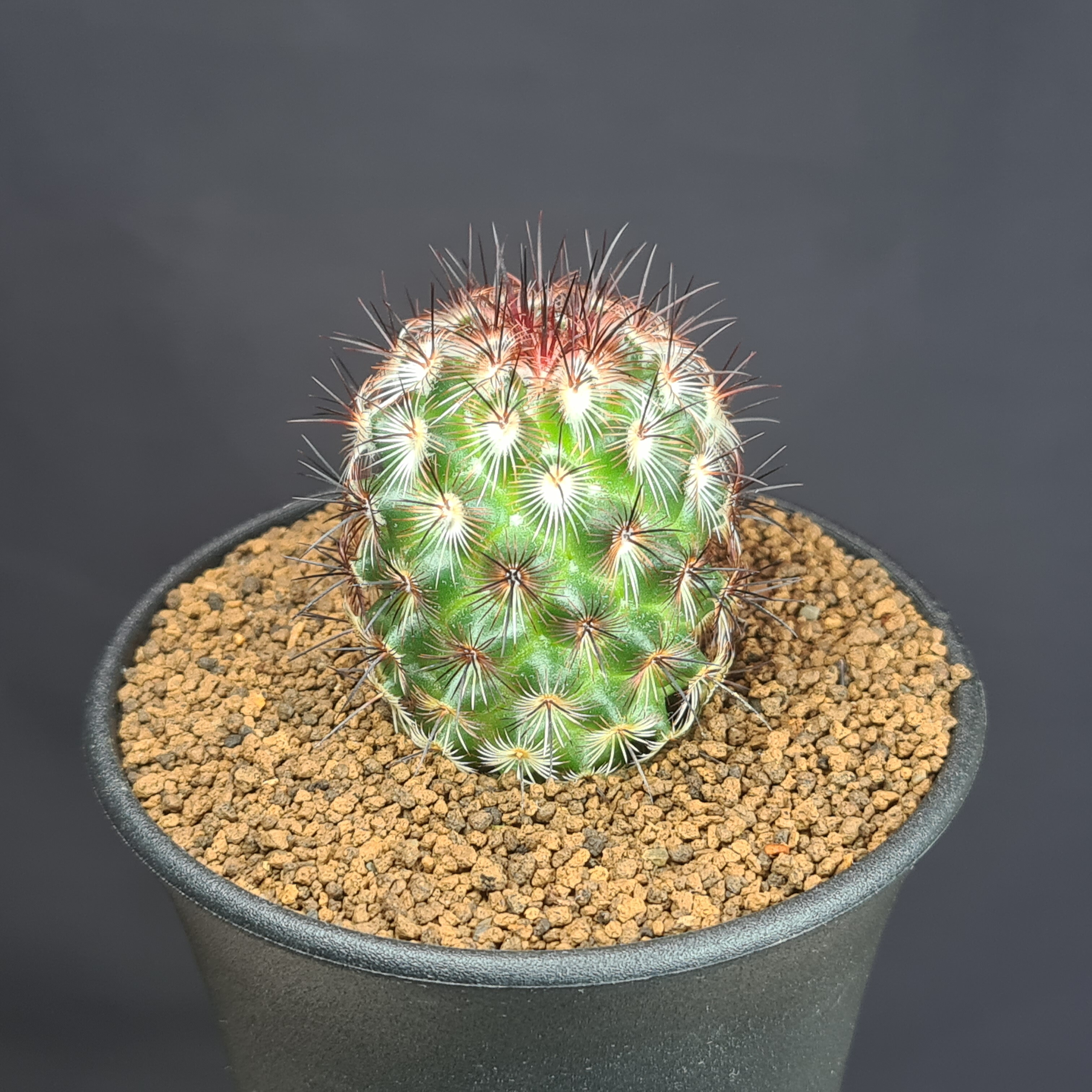 楽天市場】マミラリア・デュエイ 9cm鉢 カクタス長田 サボテン科 仔