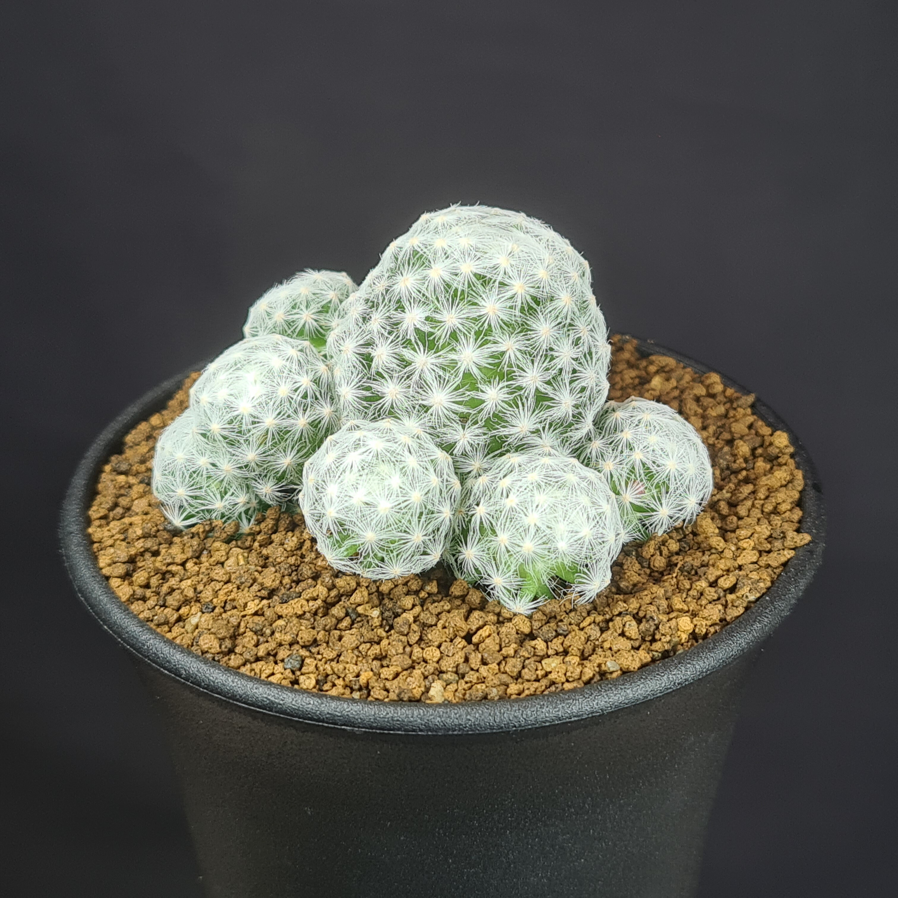 楽天市場】マミラリア・デュエイ 9cm鉢 カクタス長田 サボテン科 仔