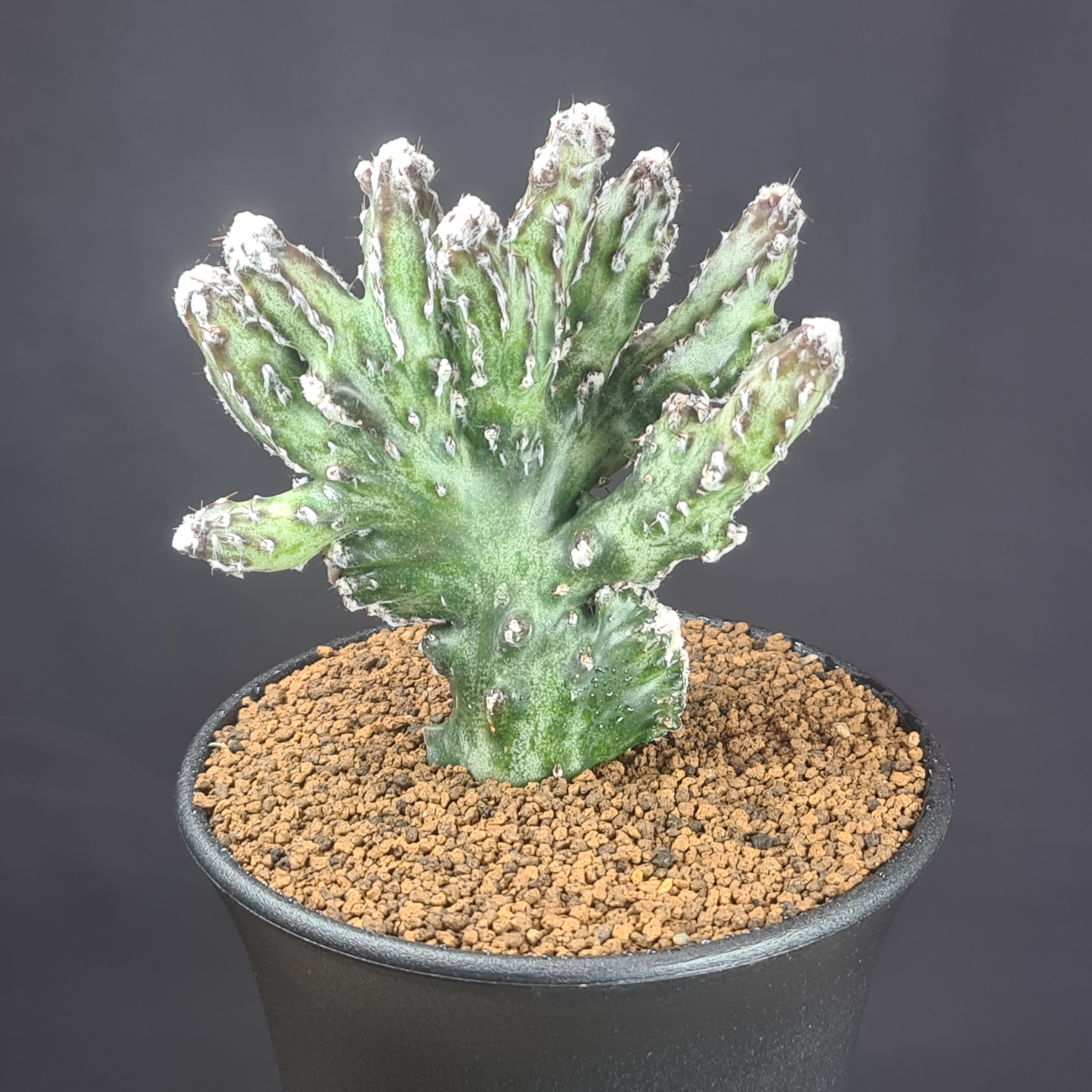 楽天市場】現品 サボテン 吹雪柱 柱サボテン 多肉植物 鉢植え クレイス