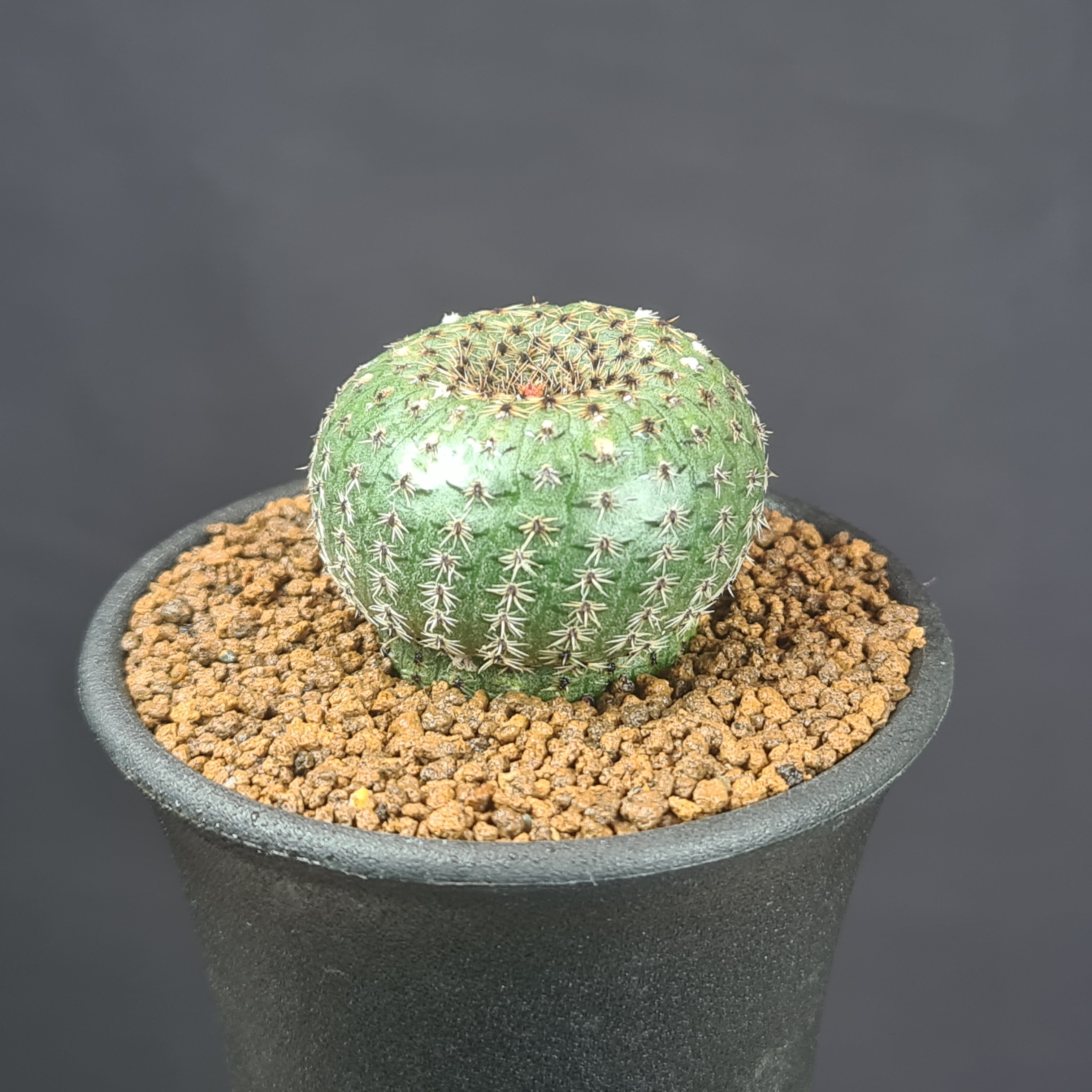 楽天市場】ユーフォルビア・スクアローサ 奇怪ヶ島 9cm鉢 カクタス長田