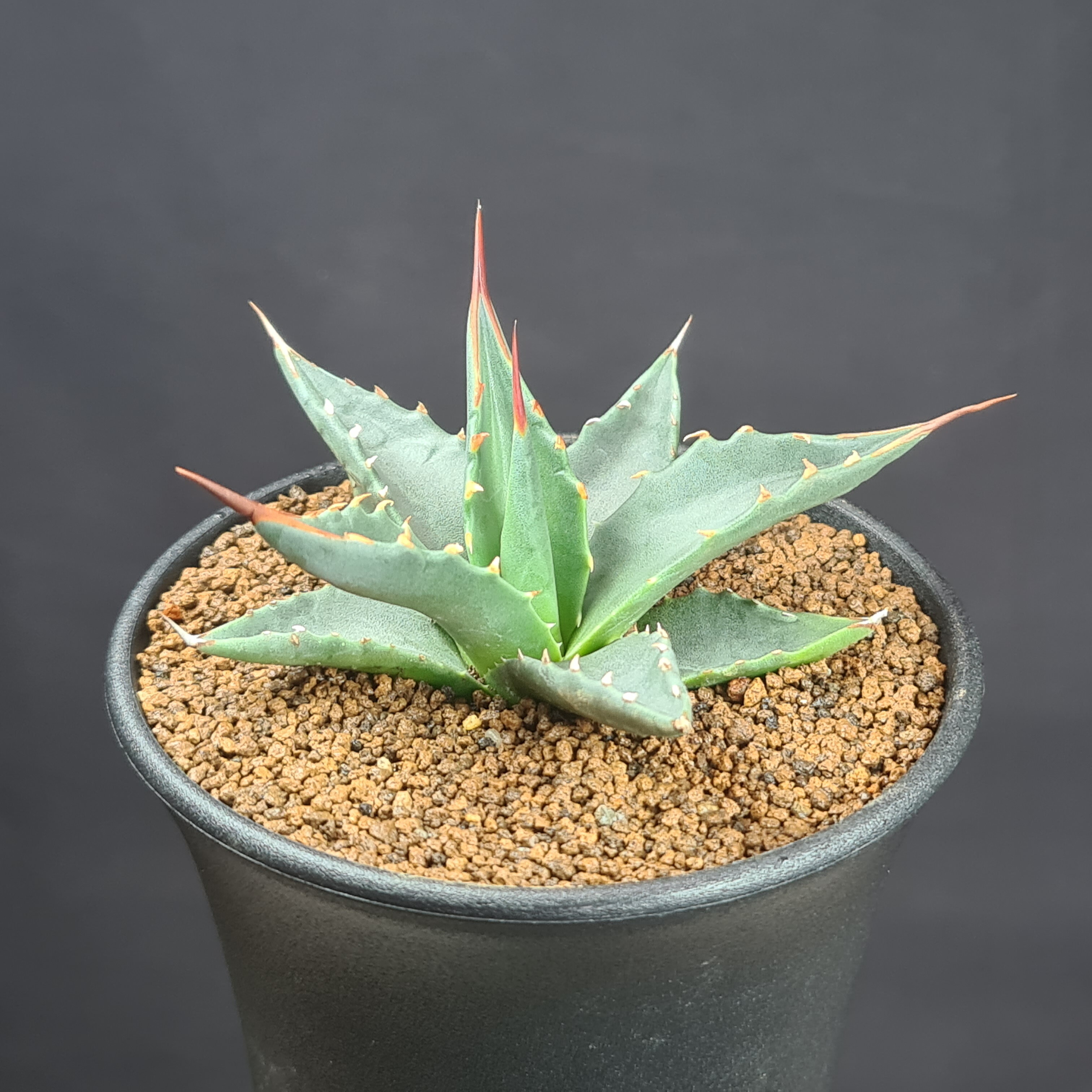 カイマン　アガベ 楽天市場】【送料無料】【同梱不可】アガベ イシスメンシス 兜蟹錦