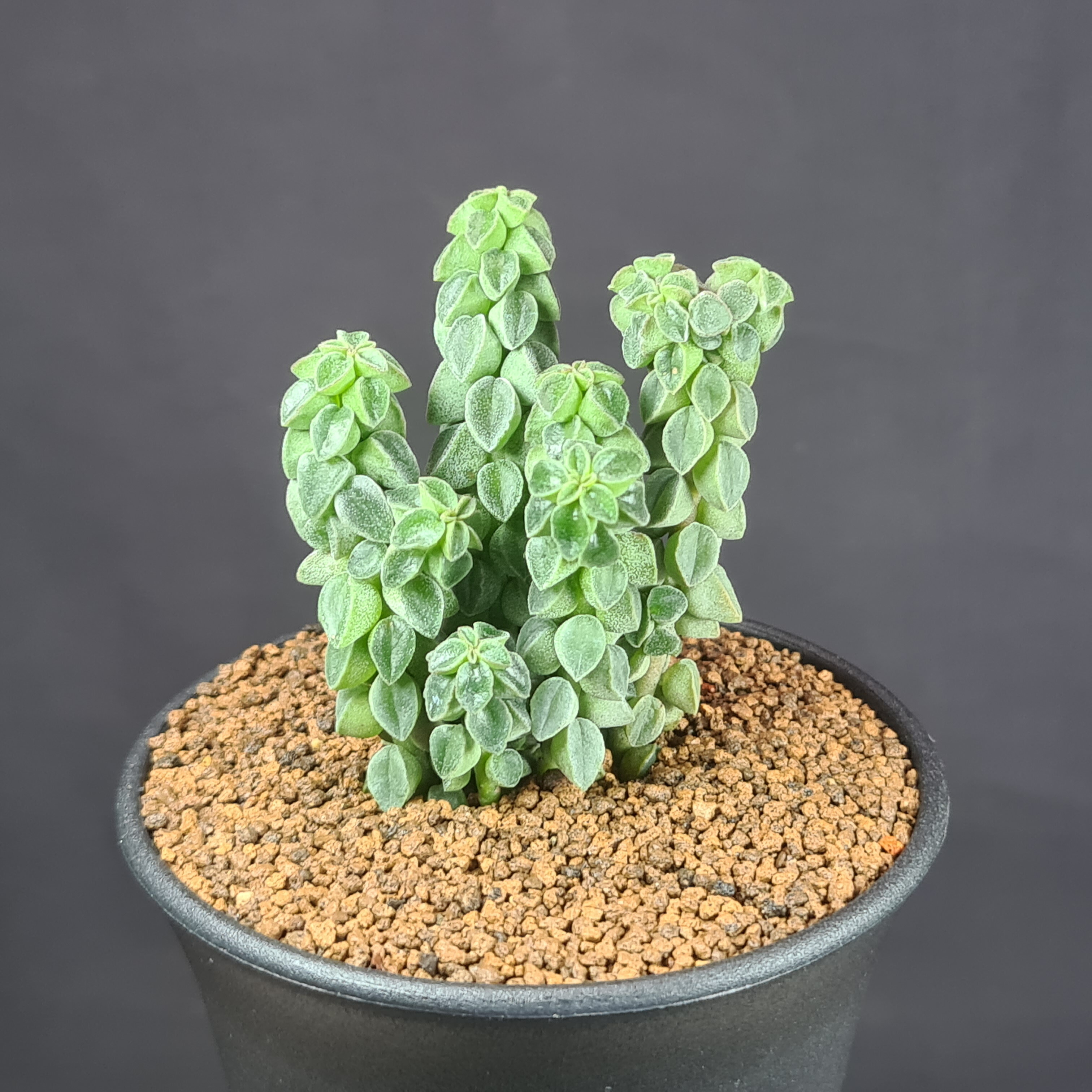 楽天市場】ドルステニア・ギガス (挿し木) 9cm鉢 カクタス長田 クワ科