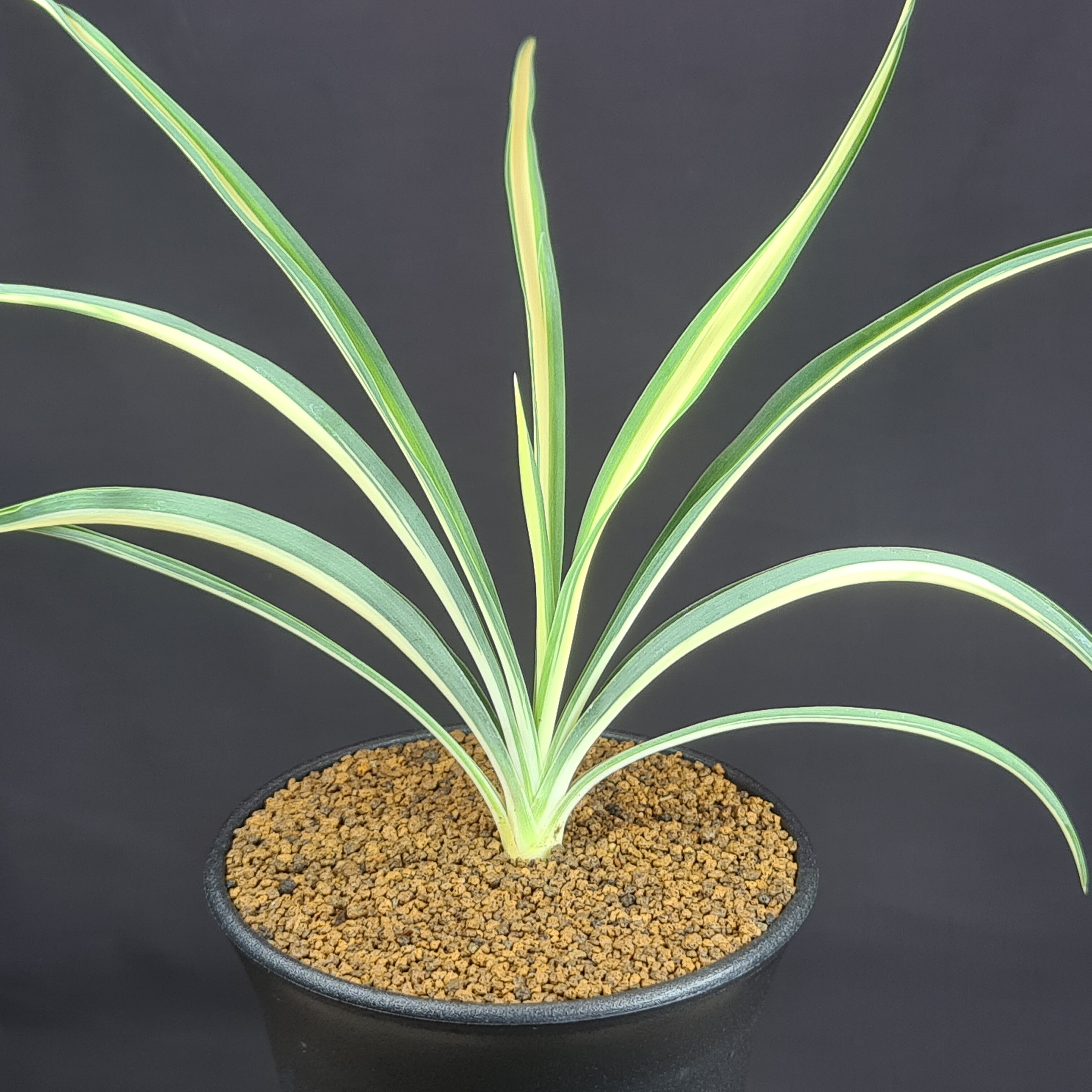 ユッカ 　フィラメントーサ　ゴールデンソード　5頭 楽天市場】ユッカ フィラメントーサ ゴールデンソード 5号ポット苗観葉