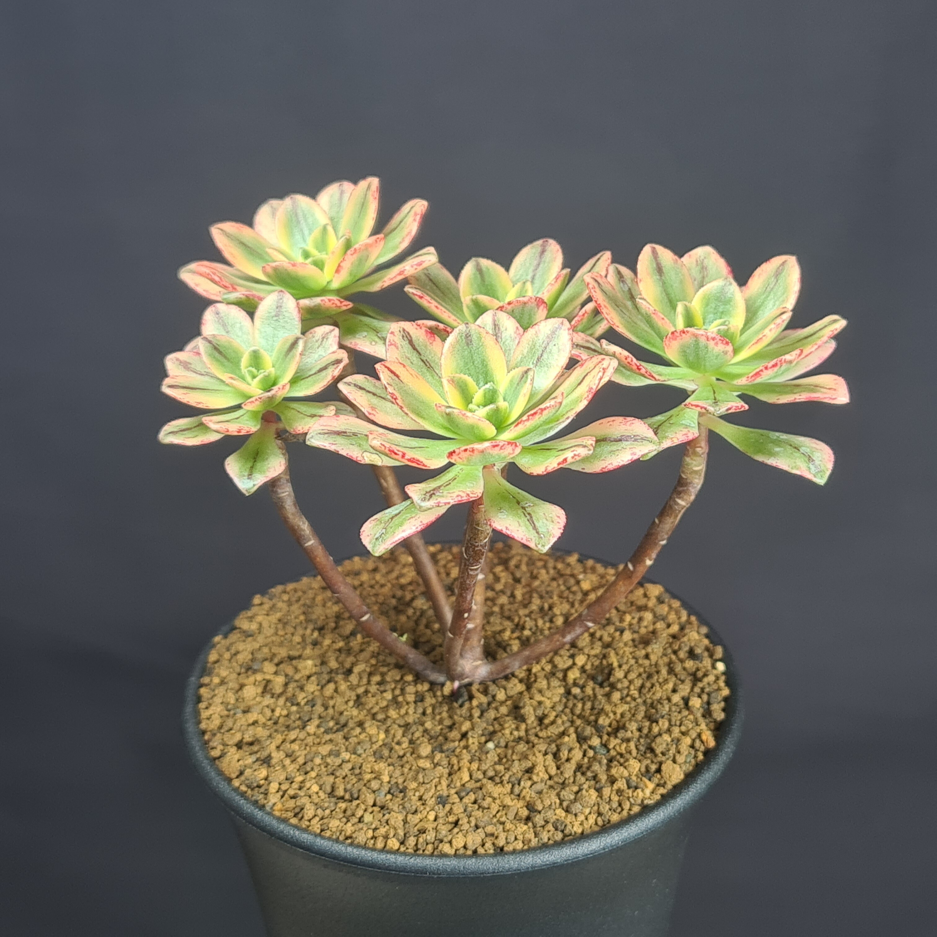 楽天市場】アエオニウム テンチャニシキ 甜茶錦 4号鉢 美し葉色が魅力