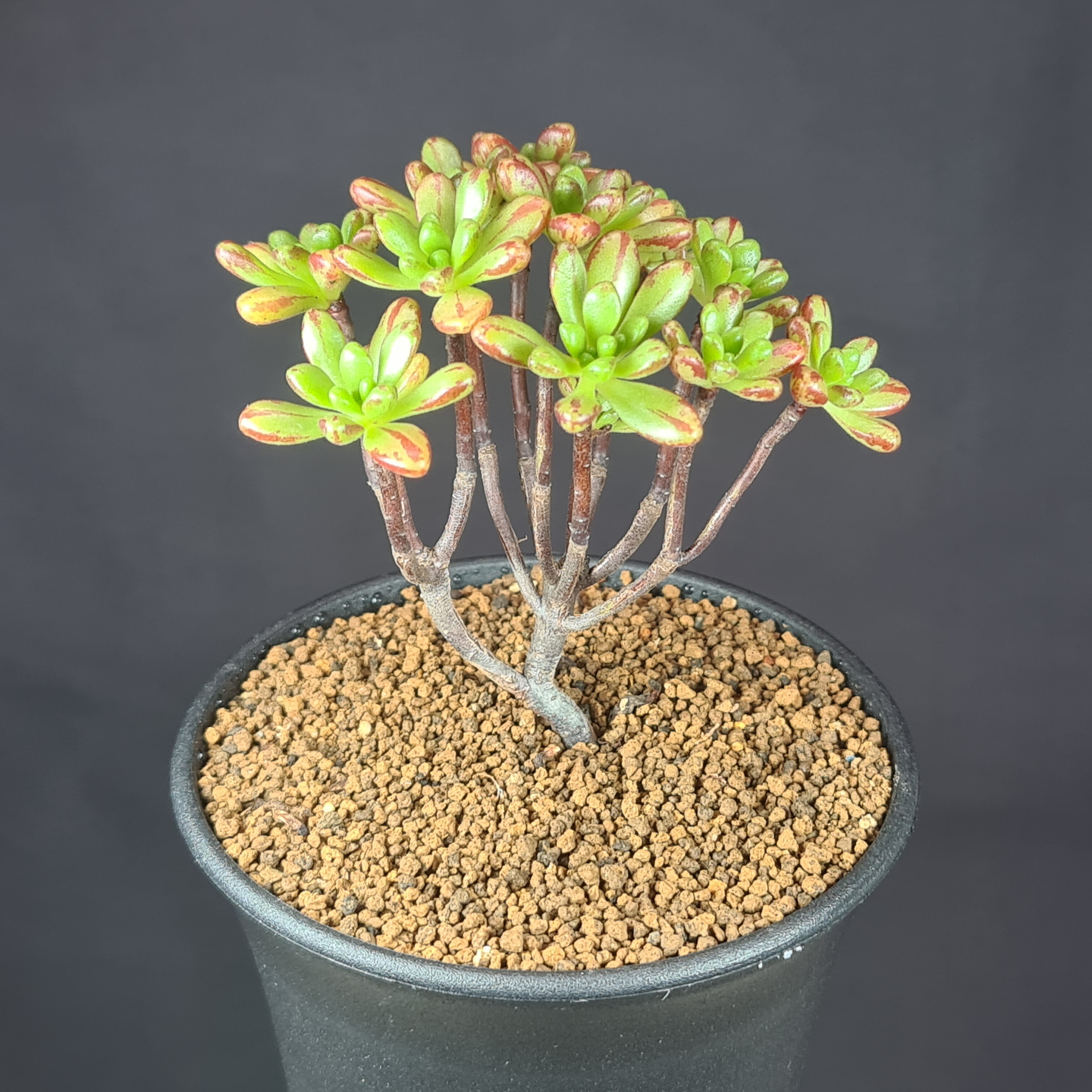 楽天市場】アエオニウム・チョコチップ2号鉢（小型のアエオニウム