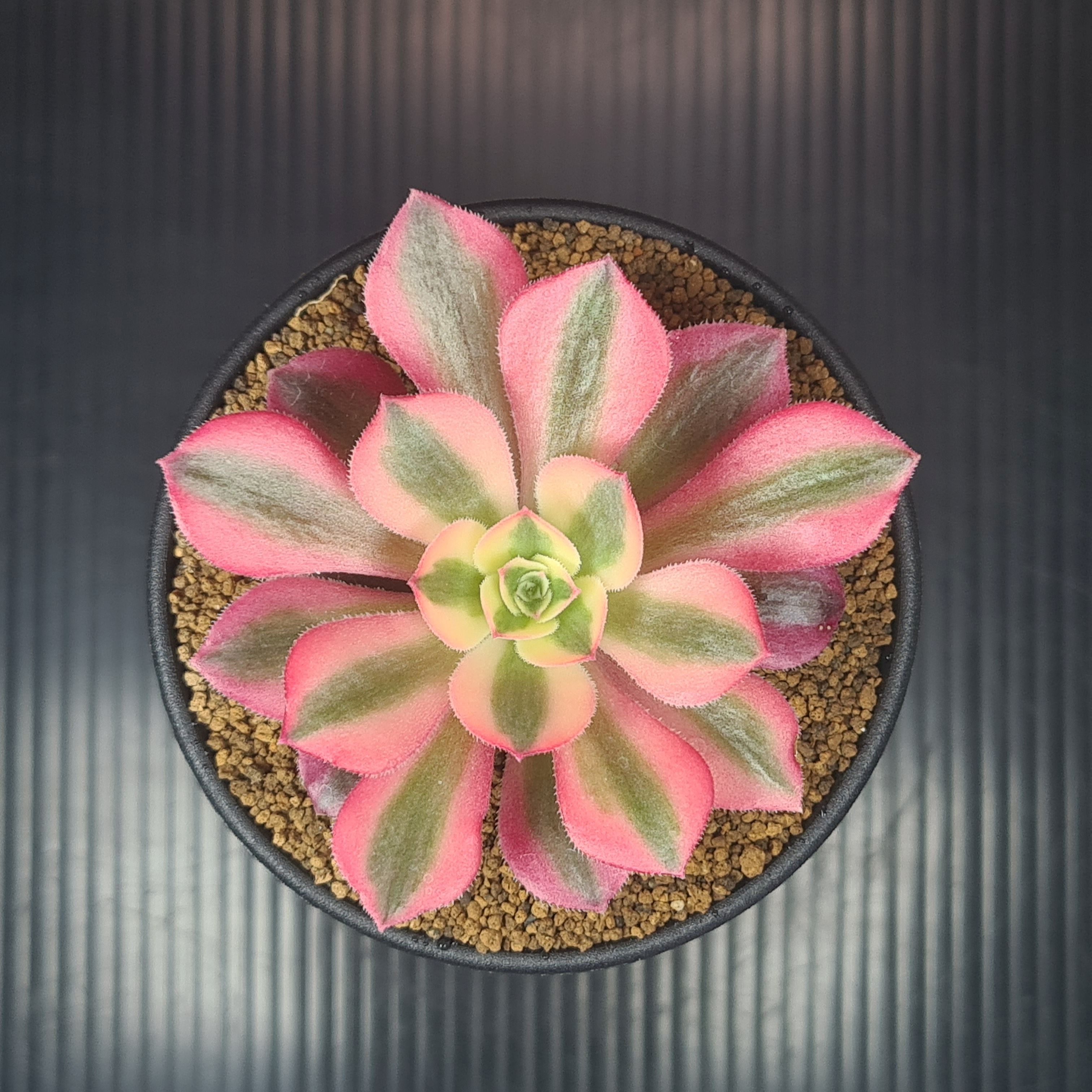 楽天市場】レア品種 アエオニウム シャネル錦 3号サイズ POT苗 珍しい