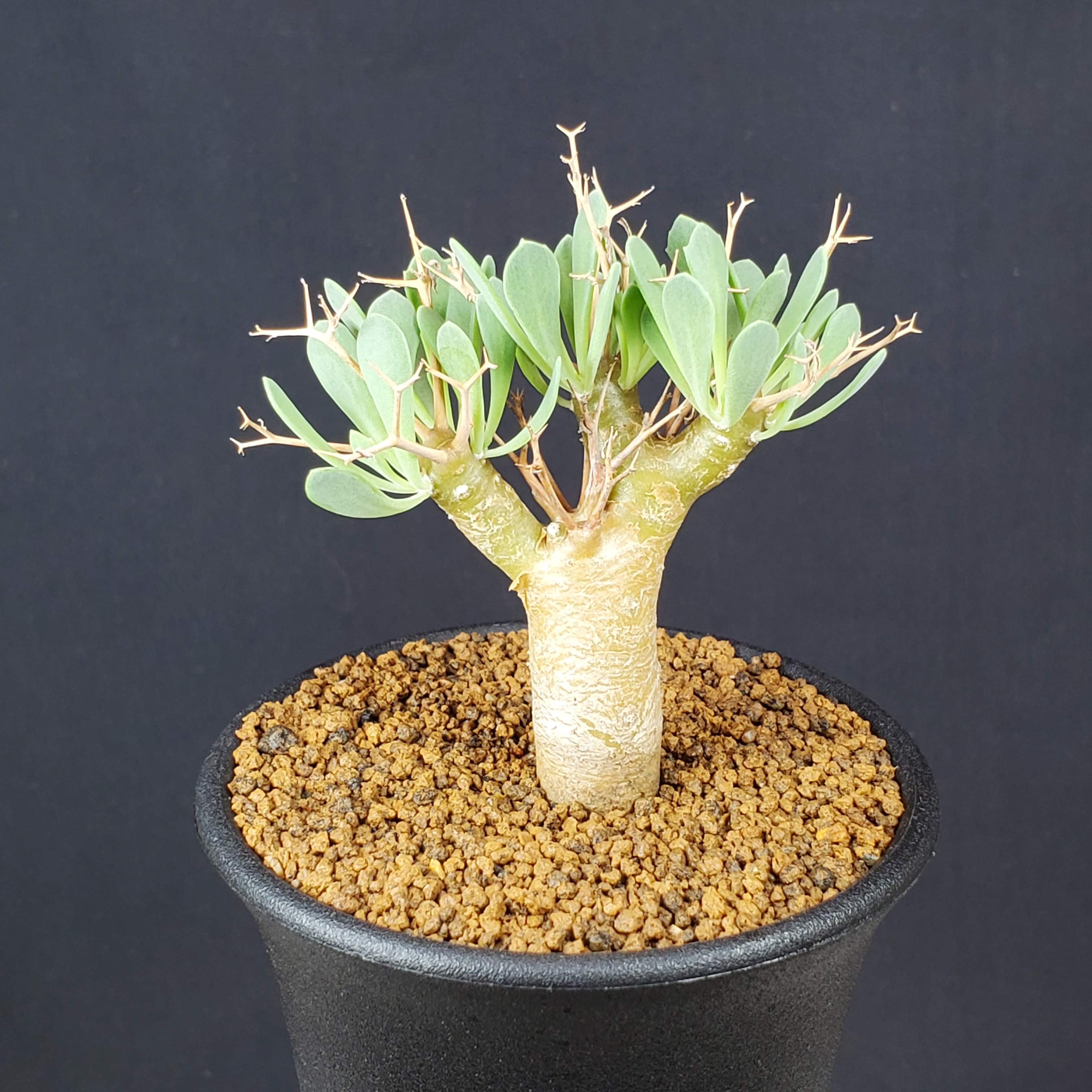 楽天市場】オトンナ・レトロルサ 7.5cm鉢 カクタス長田 キク科