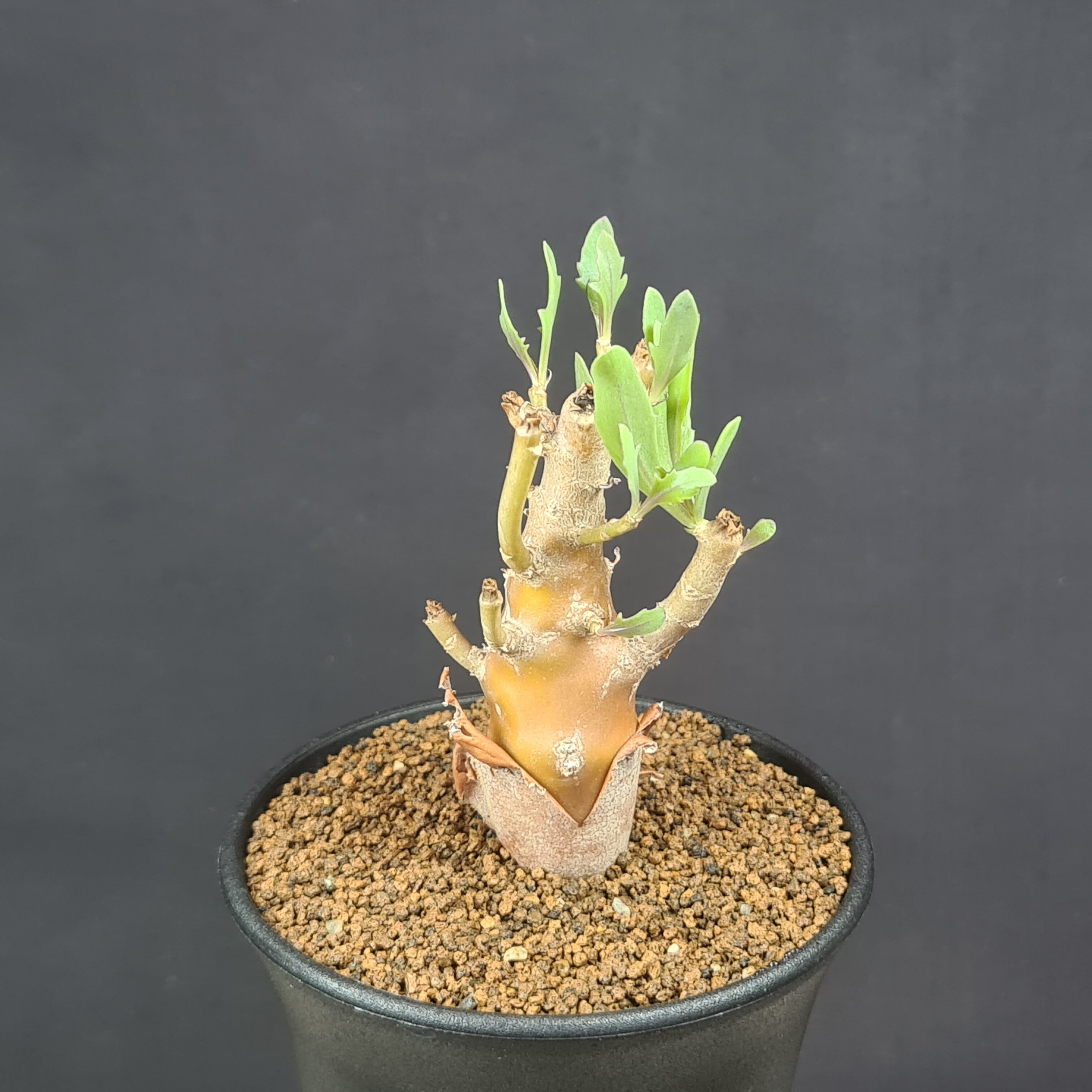 オトンナ　レピドカウリス　塊根植物　多肉植物　コーデックス 楽天市場】オトンナ・レピドカウリス 7.5cm鉢 カクタス長田 キク科