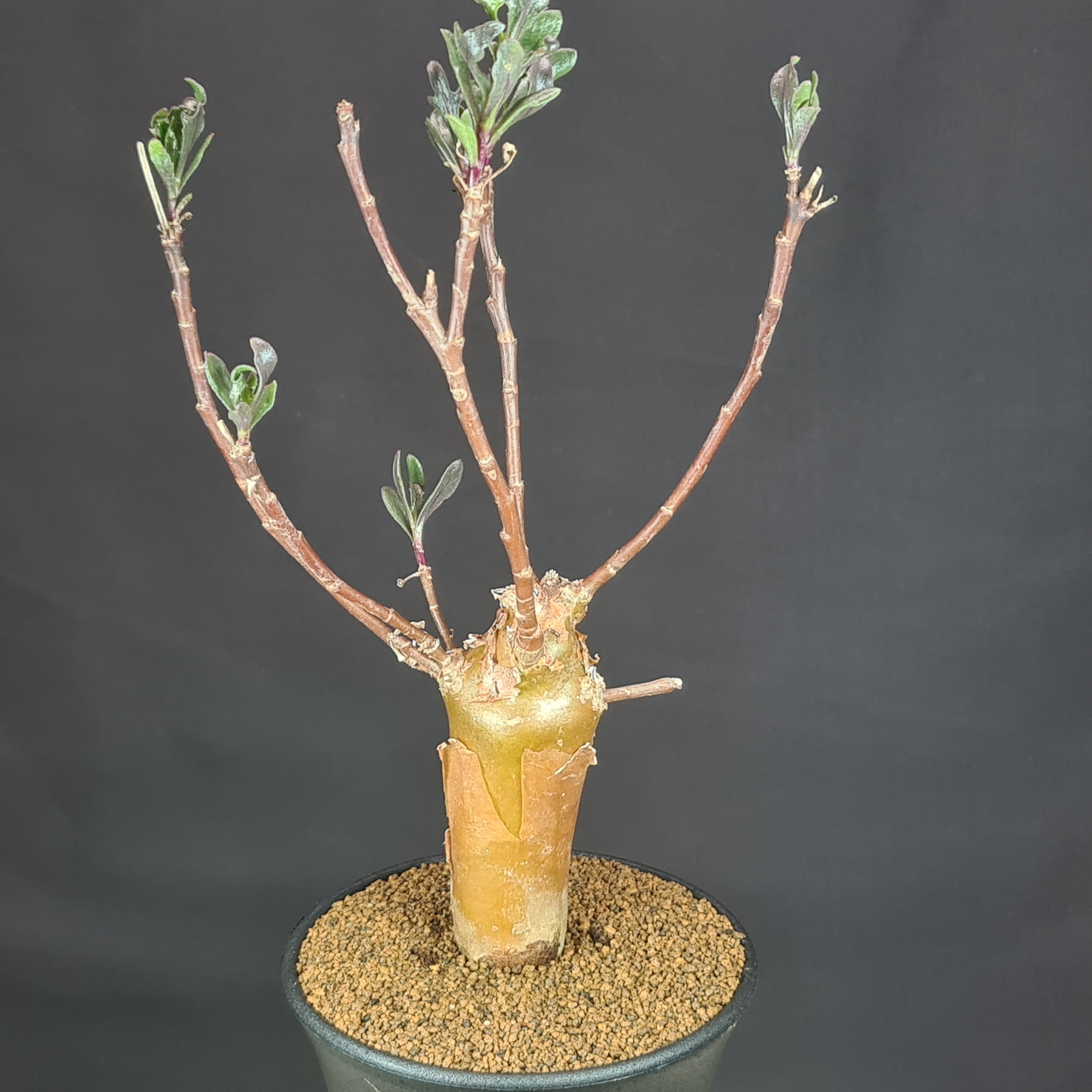 楽天市場】オトンナ・レピドカウリス 7.5cm鉢 カクタス長田 キク科