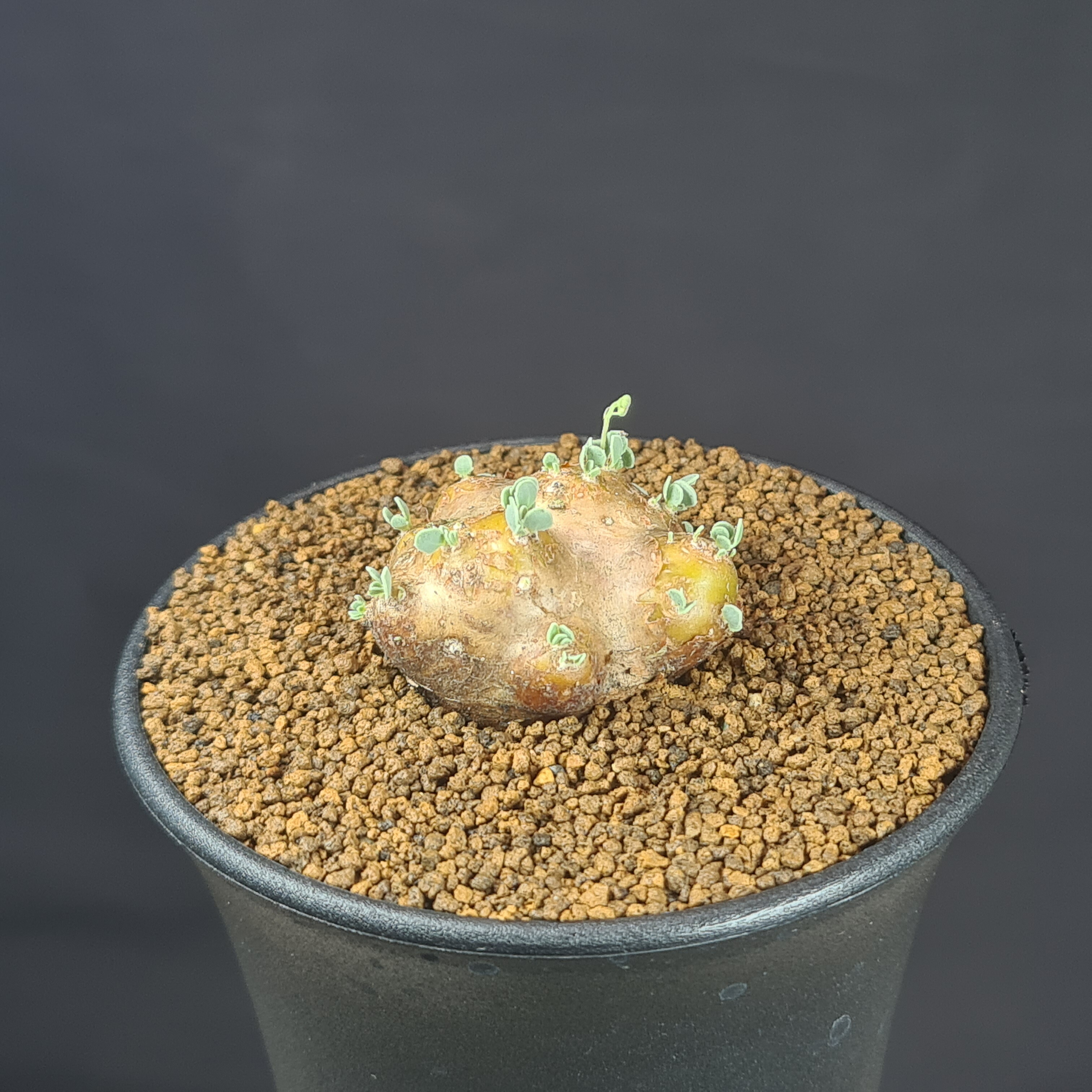 楽天市場】オトンナ・レピドカウリス 7.5cm鉢 カクタス長田 キク科