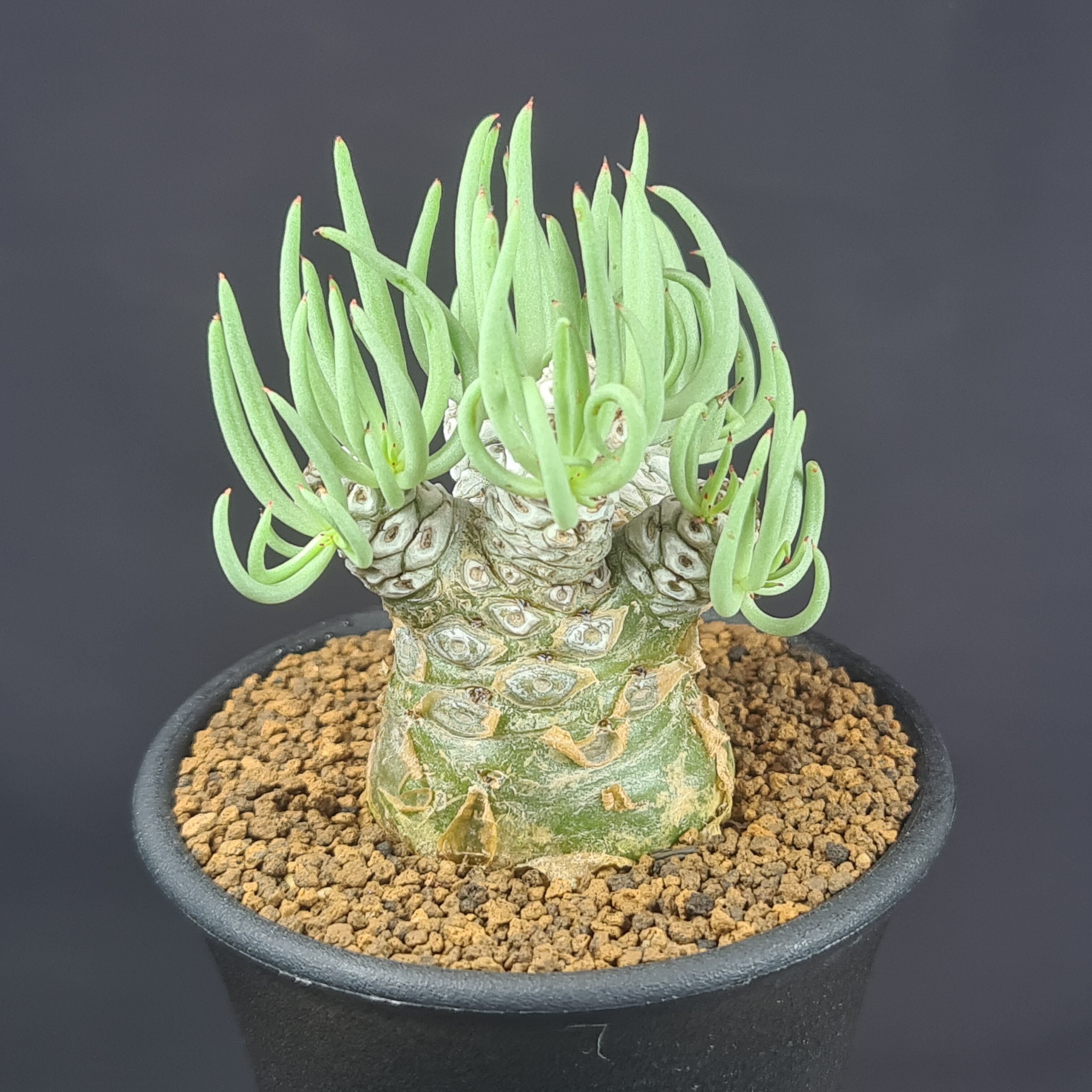 産地情報付きモンソニア　パターソニー2株セット モンソニア・パターソニー(サルコカウロン・パターソニー)の基本