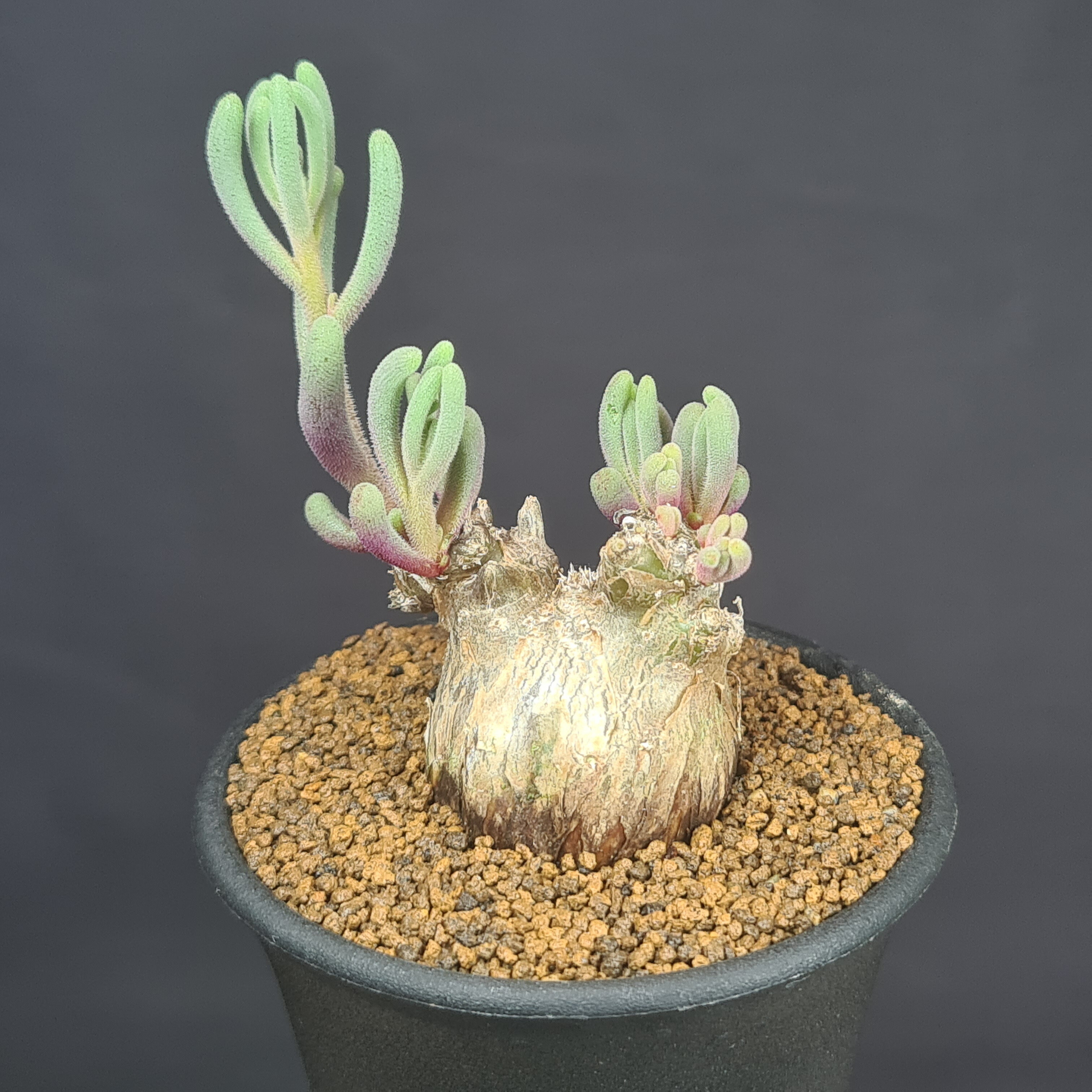 楽天市場】ケイリドプシス・ペキュリアリス 翔鳳 7.5cm鉢