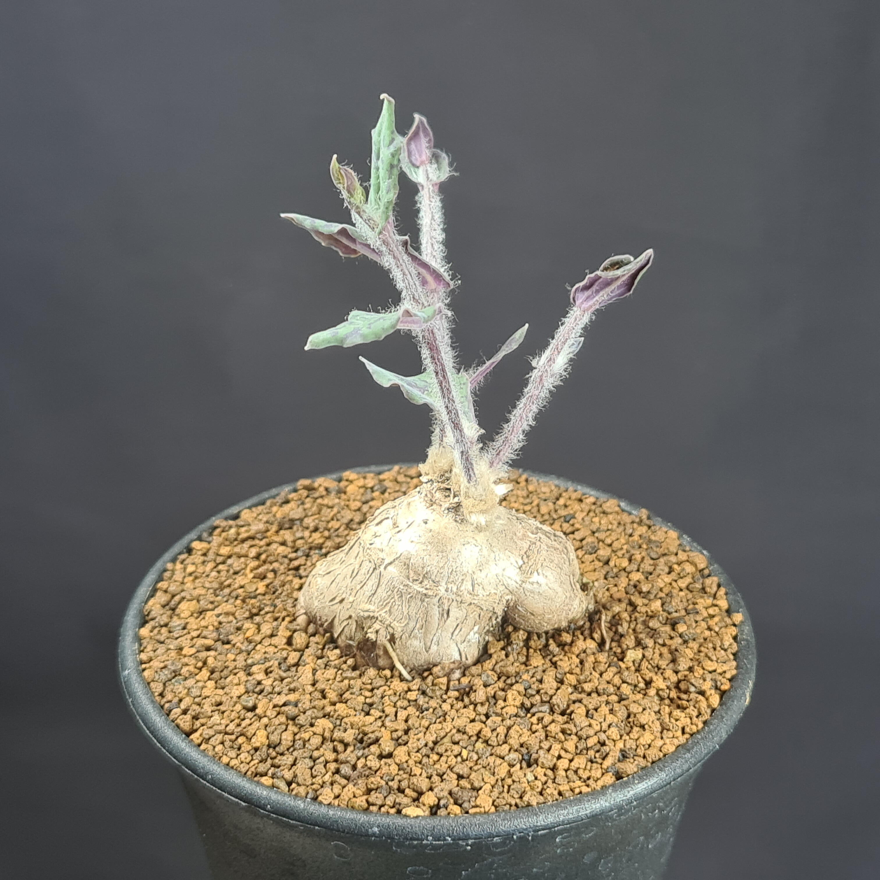 H*H様 オトンナ カカリオイデス 実生4年生4株セット オトンナ・カカリオイデス実生 種まきからまだたった4ヶ月。 花