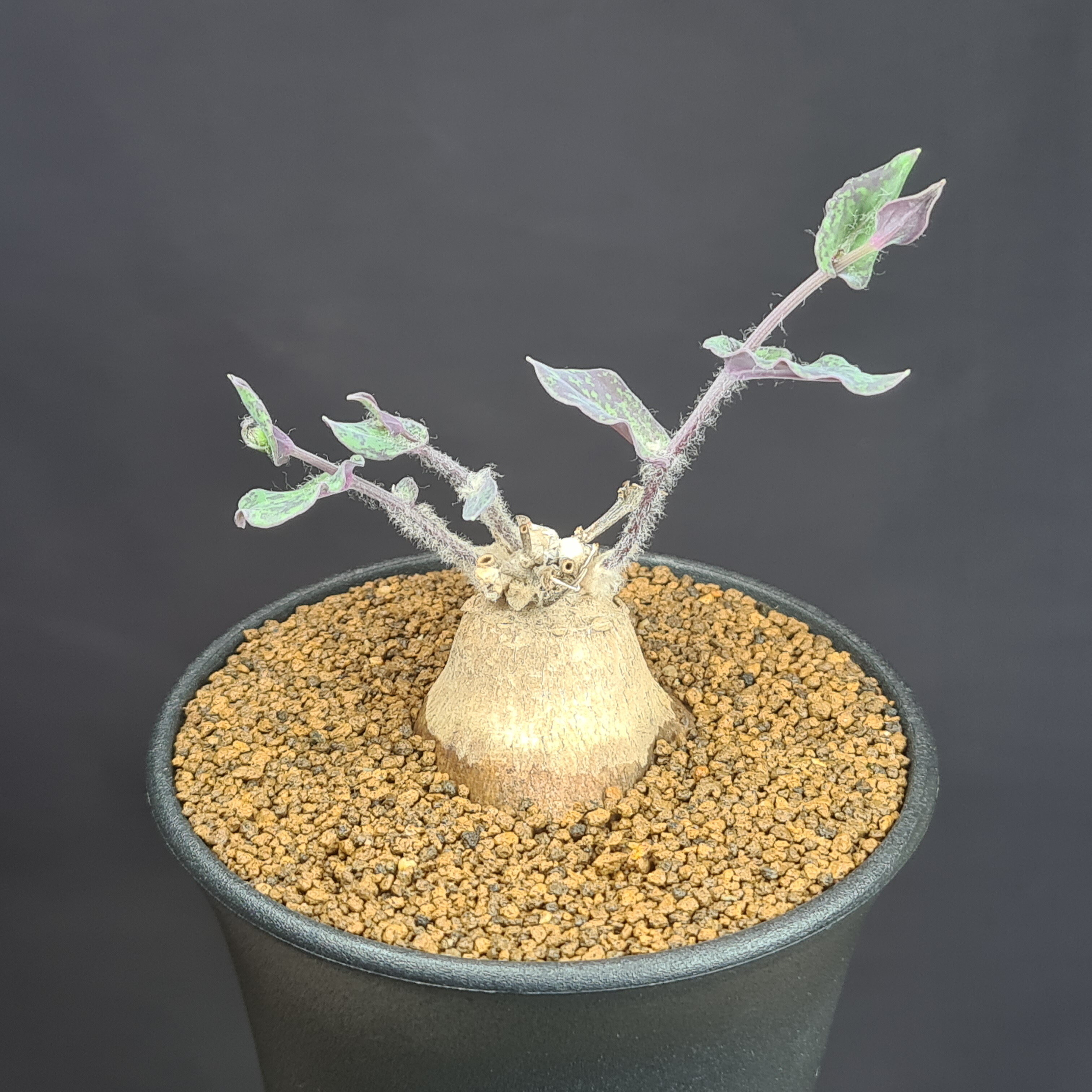 楽天市場】オトンナ・レピドカウリス 7.5cm鉢 カクタス長田 キク科