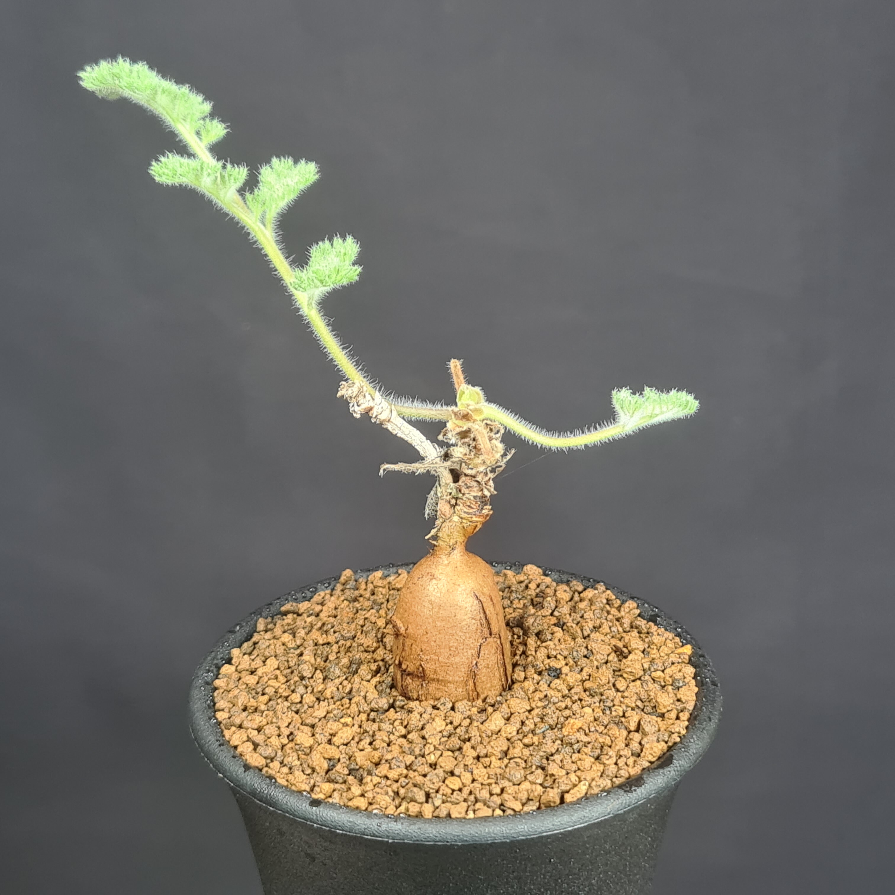 ペラルゴニウムトリステN/OH鉢付き塊根植物コーデックス ペラルゴニウム トリステ 【発根済】HK2402633 | RAFLUM