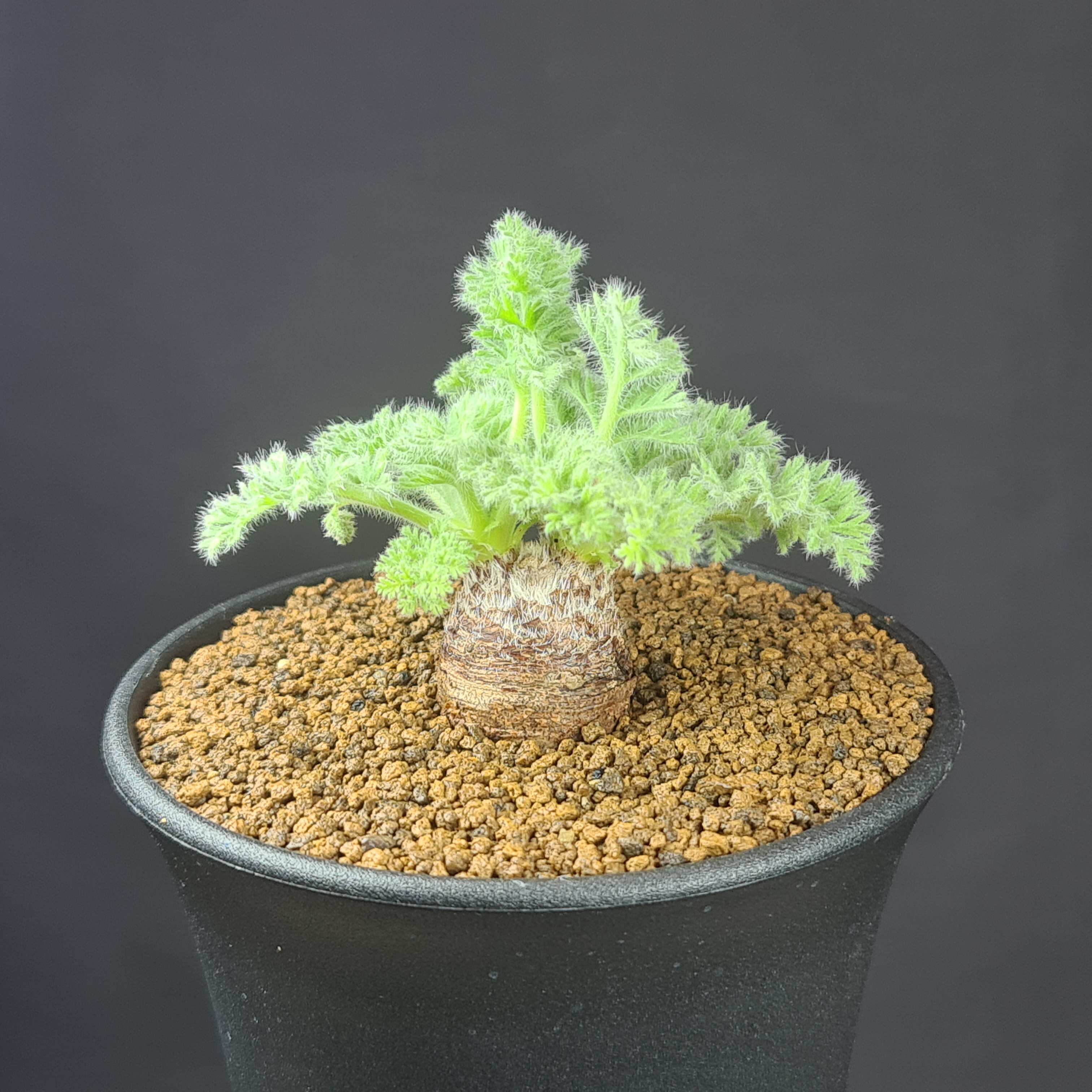 オトンナ　レピドカウリス　塊根植物　多肉植物　コーデックス 楽天市場】オトンナ・レピドカウリス 7.5cm鉢 カクタス長田 キク科