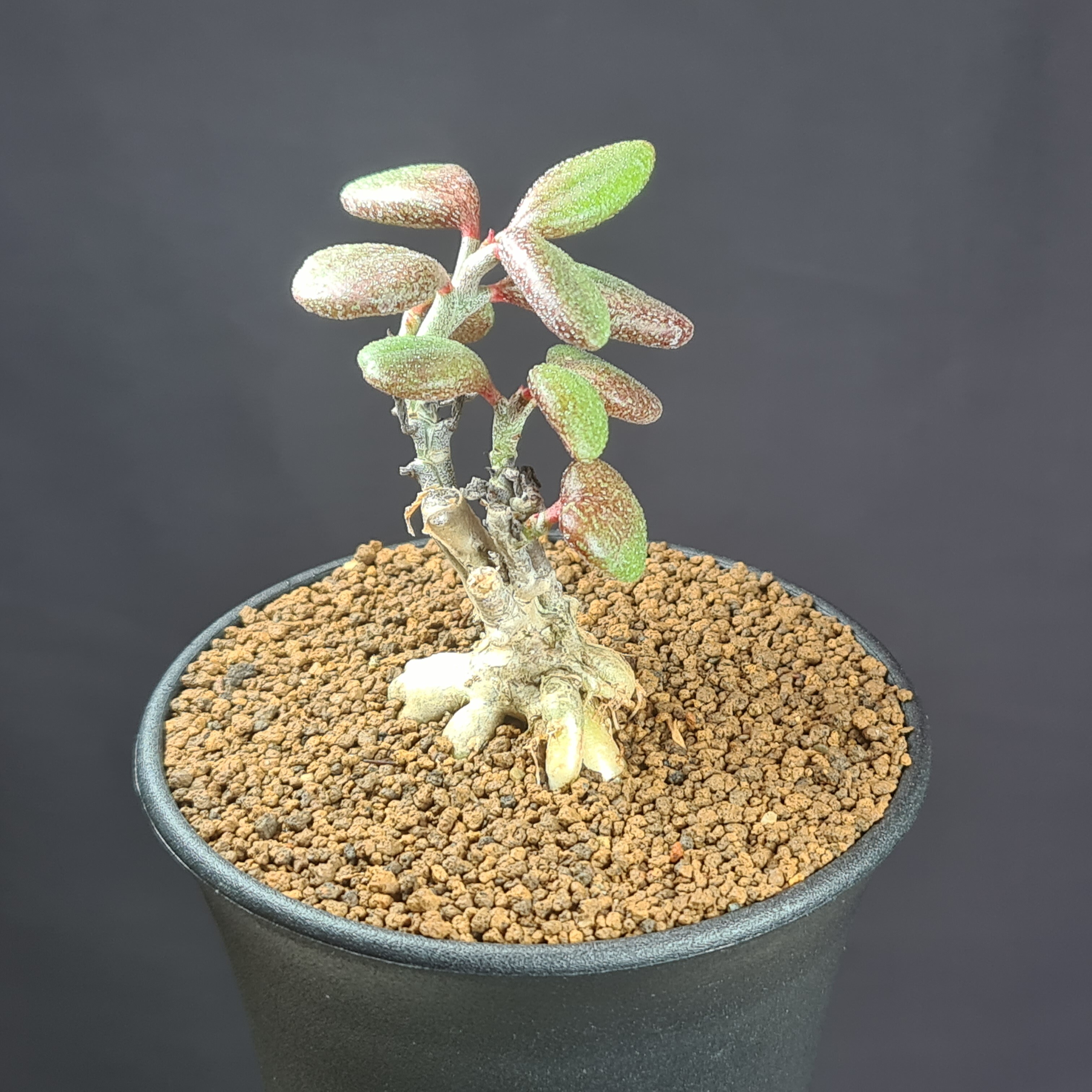 楽天市場】オトンナ・レピドカウリス 7.5cm鉢 カクタス長田 キク科