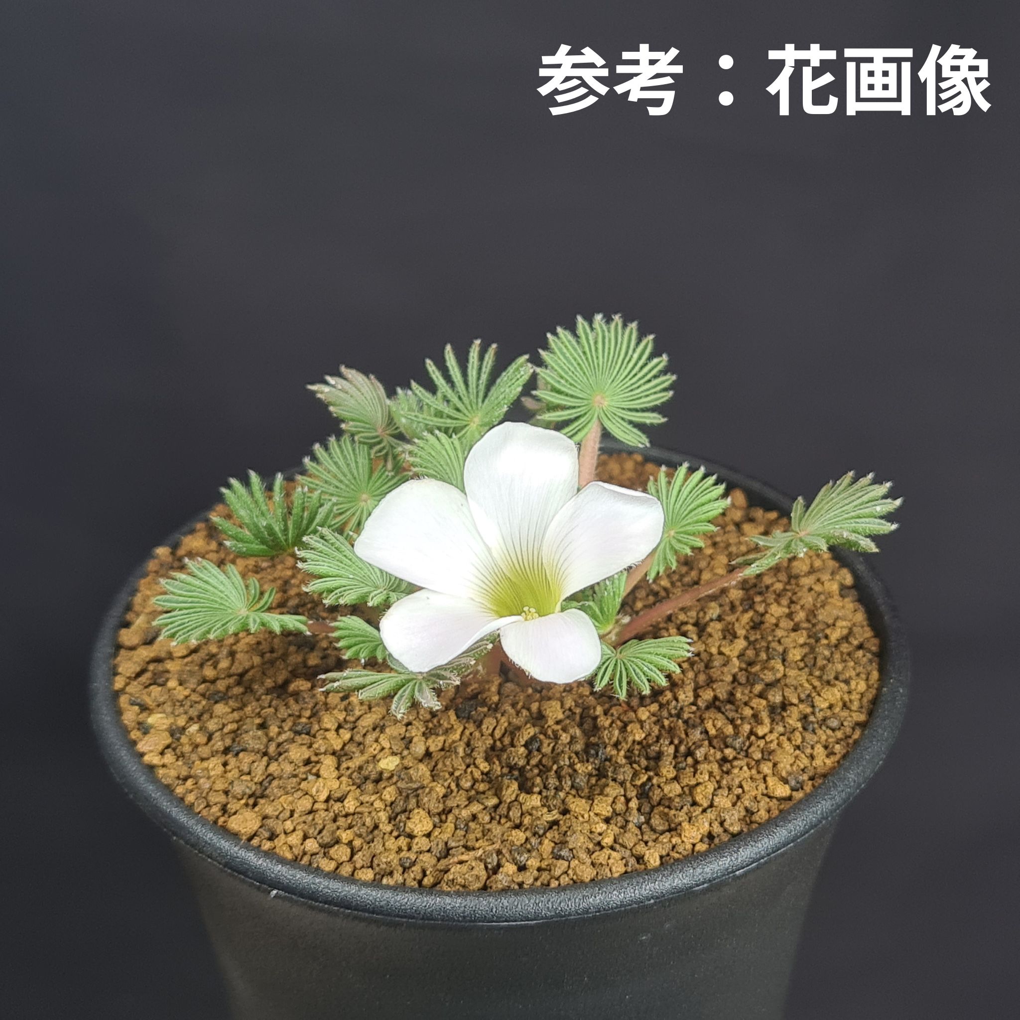 楽天市場】オトンナ・レピドカウリス 7.5cm鉢 カクタス長田 キク科